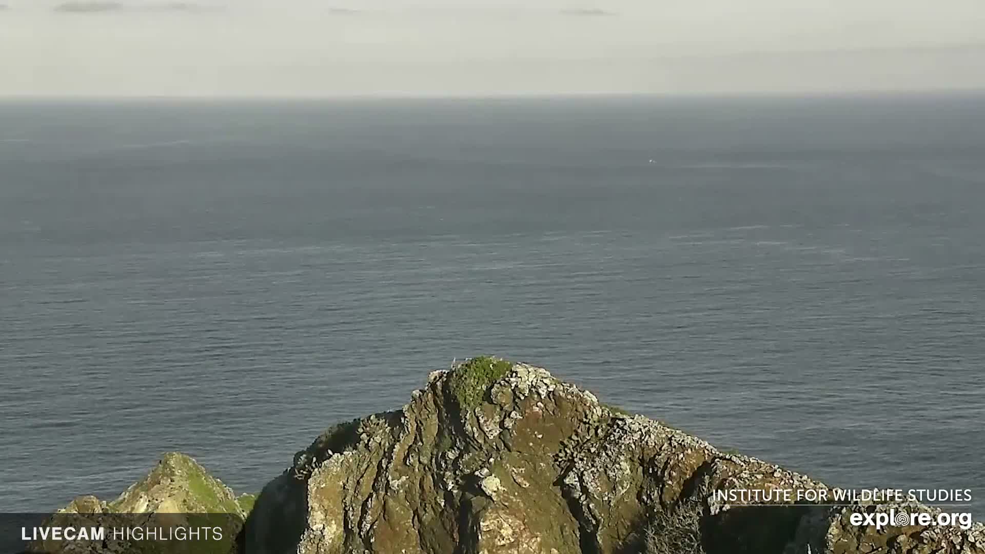 Santa Catalina Island  West End Bald Eagle Wildlife & Pasific View Live Cam - West End, Santa Catalina, Los Angeles, California, USA