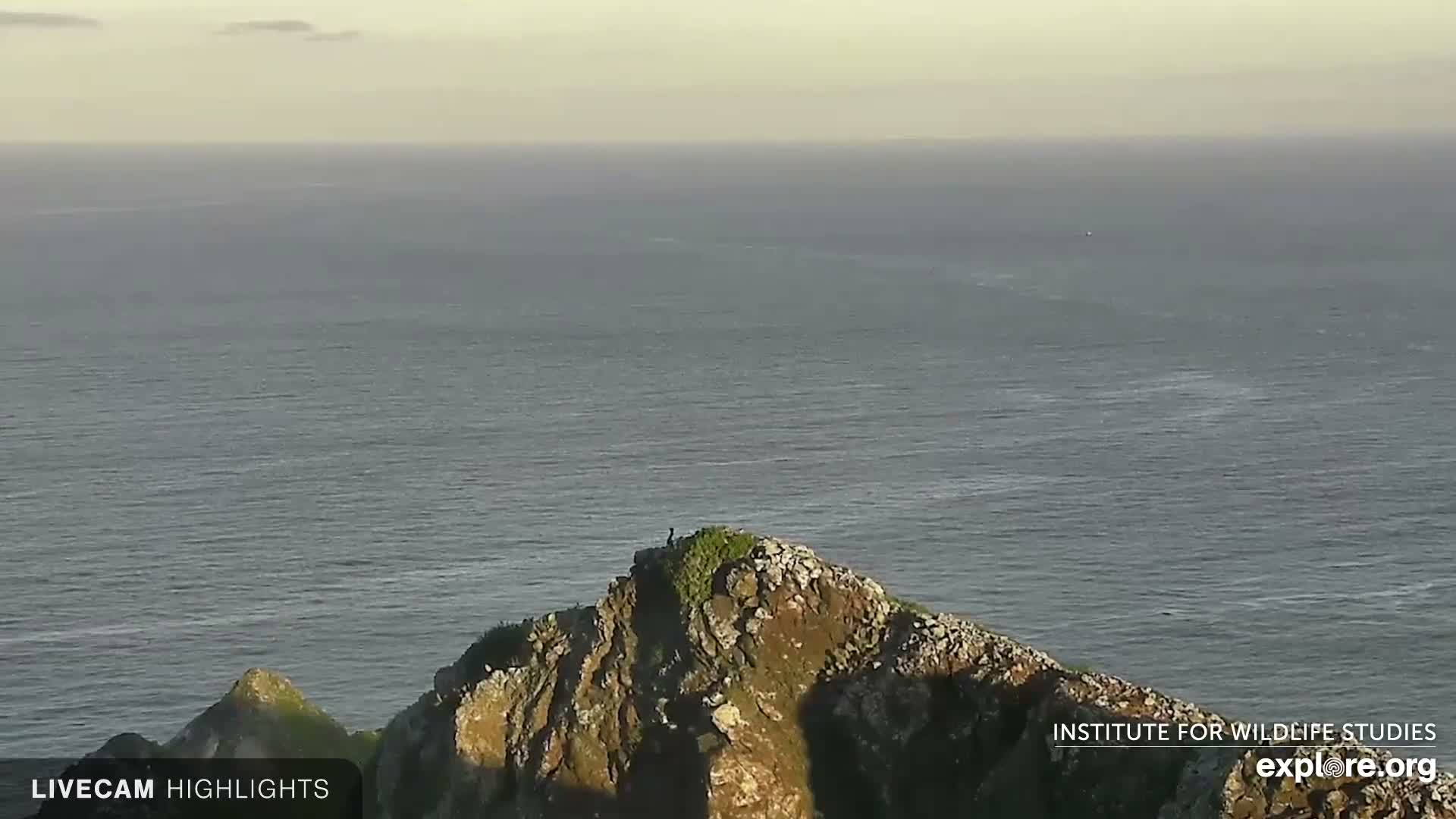 Santa Catalina Island  West End Bald Eagle Wildlife & Pasific View Live Cam - West End, Santa Catalina, Los Angeles, California, USA
