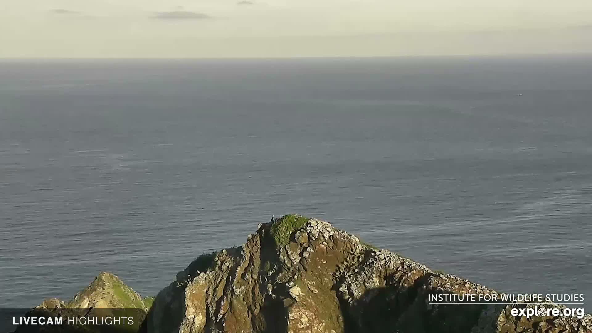 Santa Catalina Island  West End Bald Eagle Wildlife & Pasific View Live Cam - West End, Santa Catalina, Los Angeles, California, USA