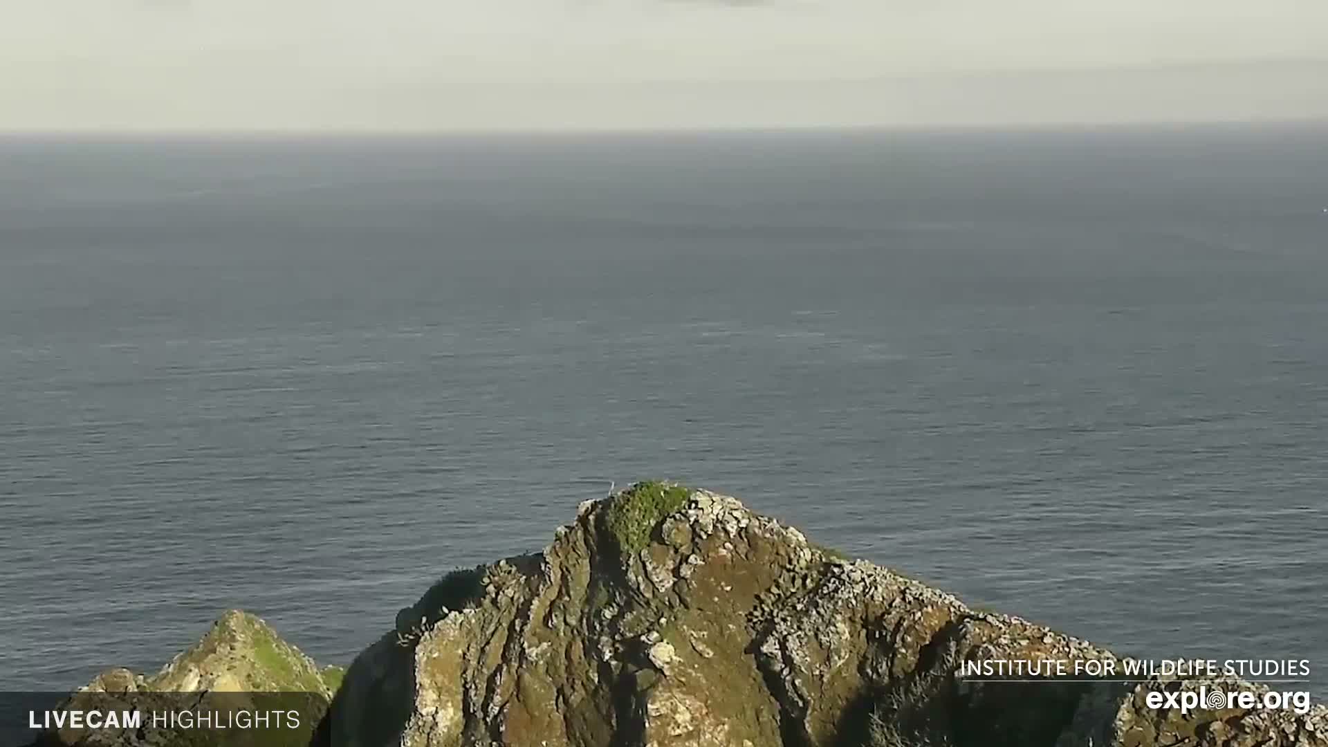 Santa Catalina Island  West End Bald Eagle Wildlife & Pasific View Live Cam - West End, Santa Catalina, Los Angeles, California, USA