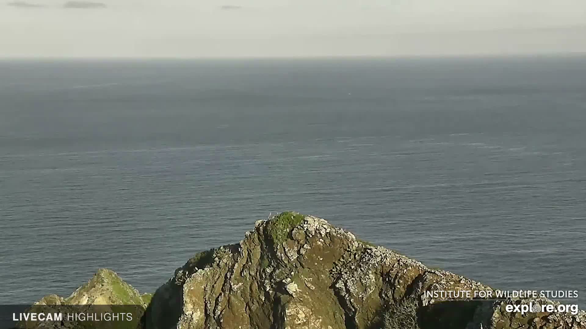 Santa Catalina Island  West End Bald Eagle Wildlife & Pasific View Live Cam - West End, Santa Catalina, Los Angeles, California, USA