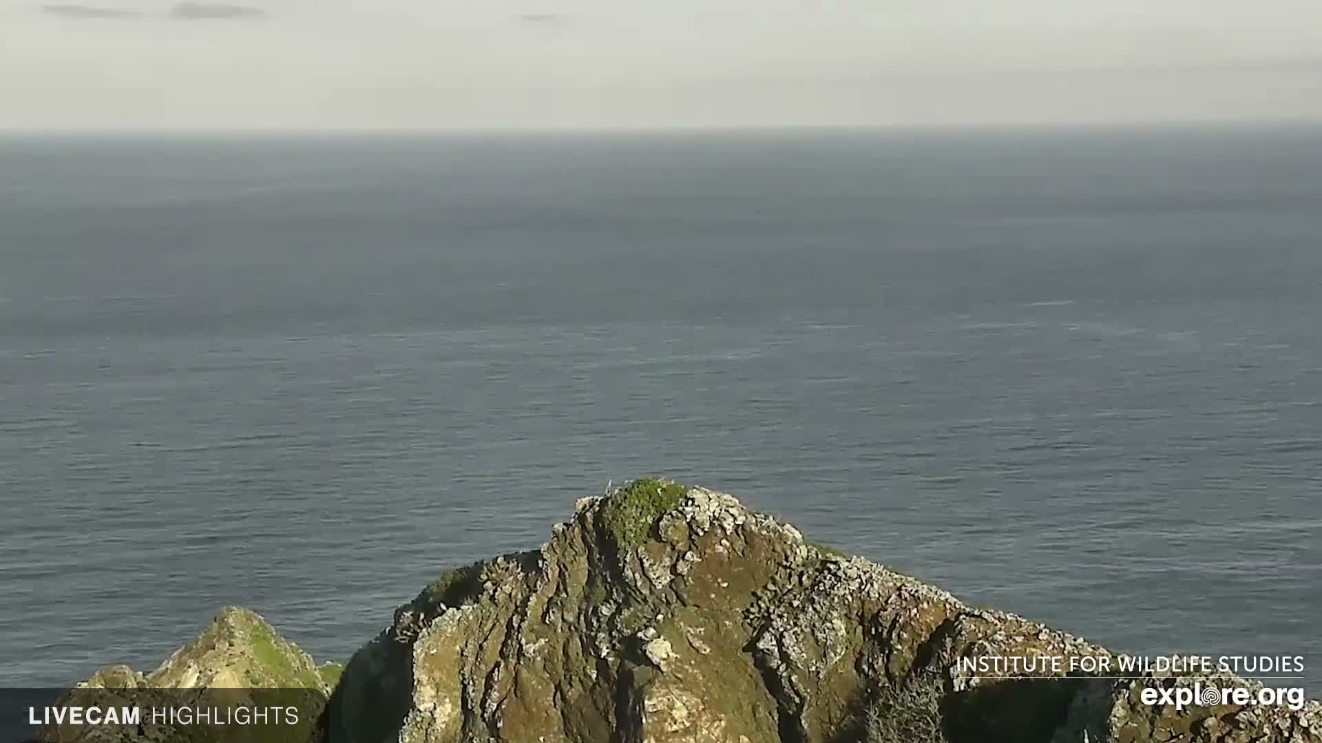 Santa Catalina Island  West End Bald Eagle Wildlife & Pasific View Live Cam - West End, Santa Catalina, Los Angeles, California, USA