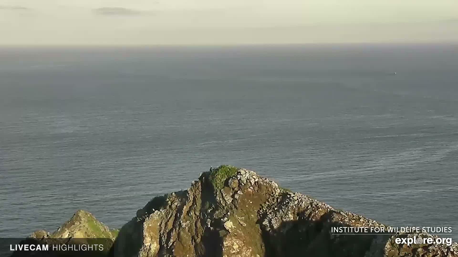 Santa Catalina Island  West End Bald Eagle Wildlife & Pasific View Live Cam - West End, Santa Catalina, Los Angeles, California, USA