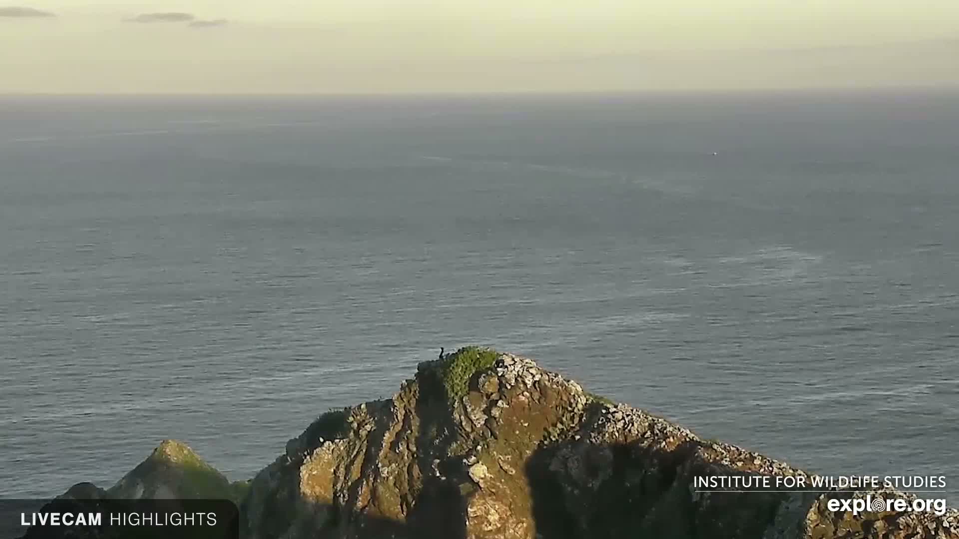 Santa Catalina Island  West End Bald Eagle Wildlife & Pasific View Live Cam - West End, Santa Catalina, Los Angeles, California, USA