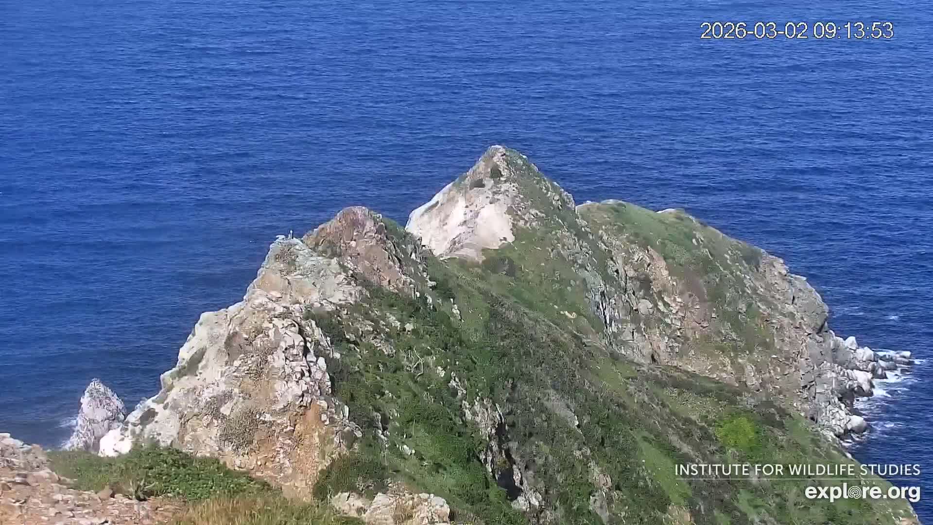 Santa Catalina Island  West End Bald Eagle Wildlife & Pasific View Live Cam - West End, Santa Catalina, Los Angeles, California, USA