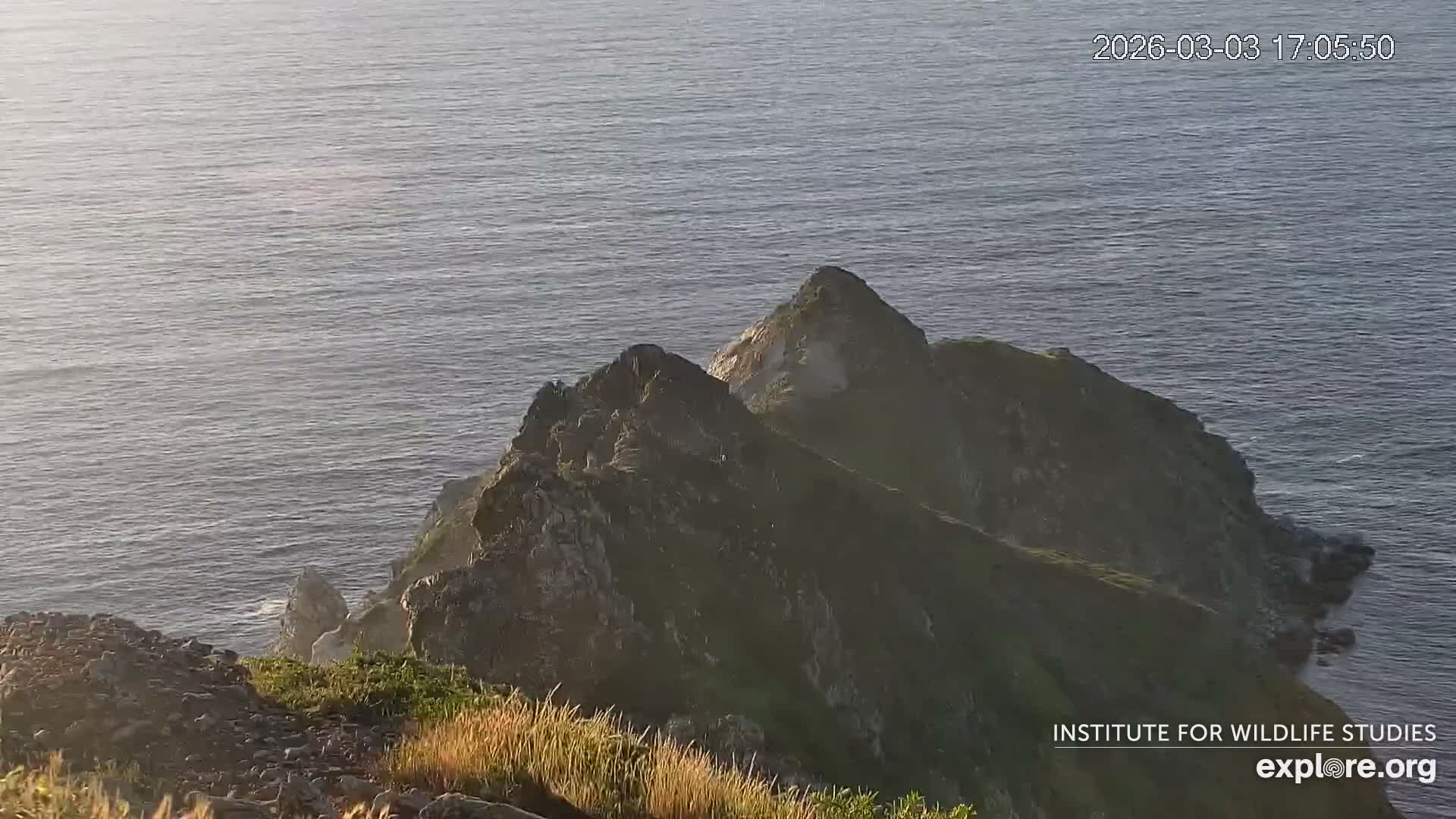 Santa Catalina Island  West End Bald Eagle Wildlife & Pasific View Live Cam - West End, Santa Catalina, Los Angeles, California, USA