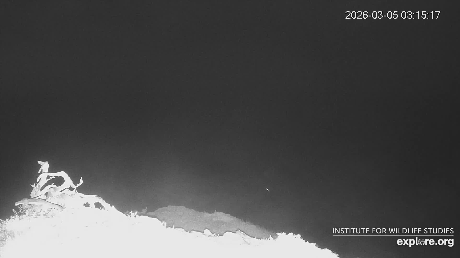 Santa Catalina Island  West End Bald Eagle Wildlife & Pasific View Live Cam - West End, Santa Catalina, Los Angeles, California, USA