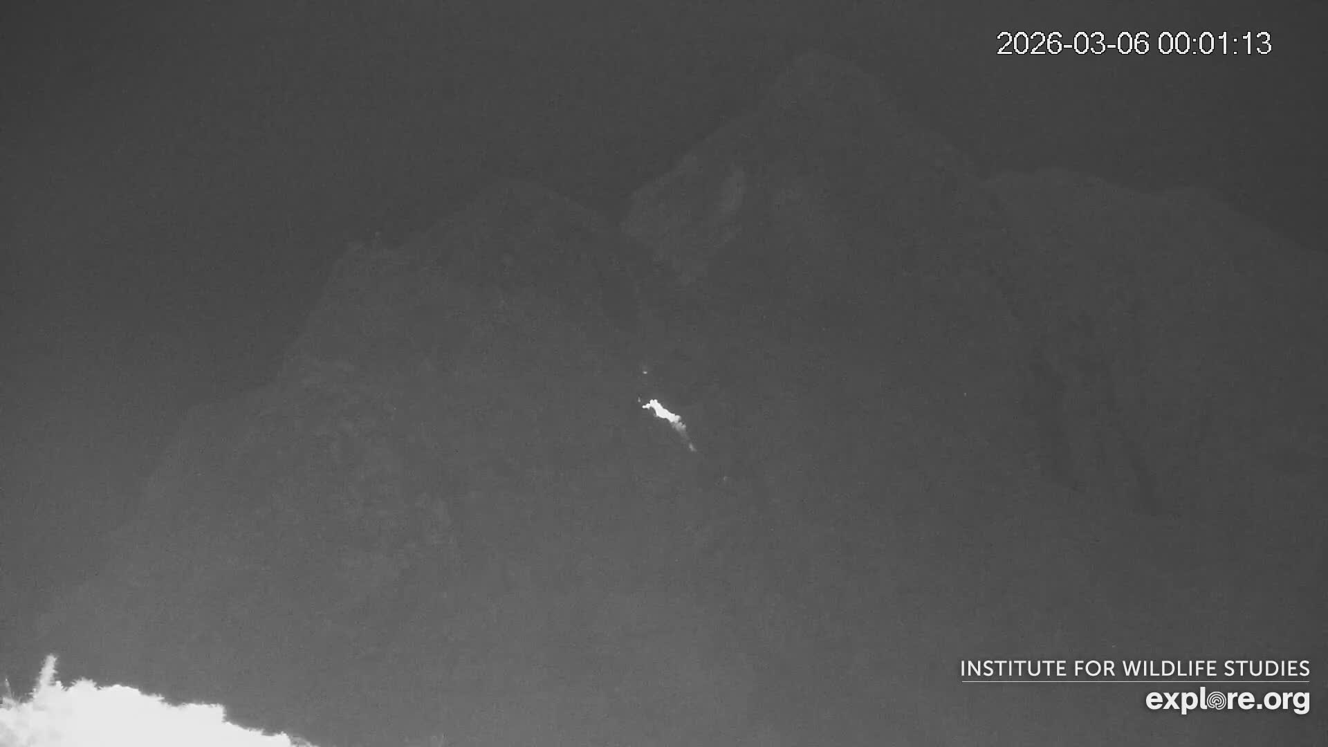 Santa Catalina Island  West End Bald Eagle Wildlife & Pasific View Live Cam - West End, Santa Catalina, Los Angeles, California, USA