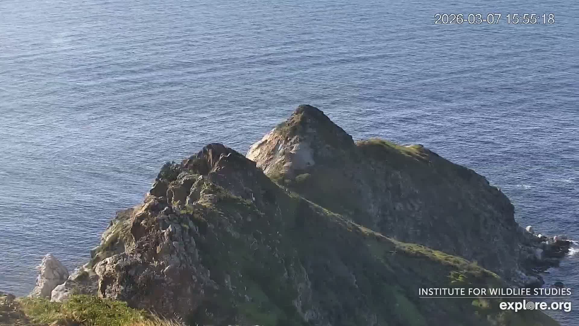 Santa Catalina Island  West End Bald Eagle Wildlife & Pasific View Live Cam - West End, Santa Catalina, Los Angeles, California, USA