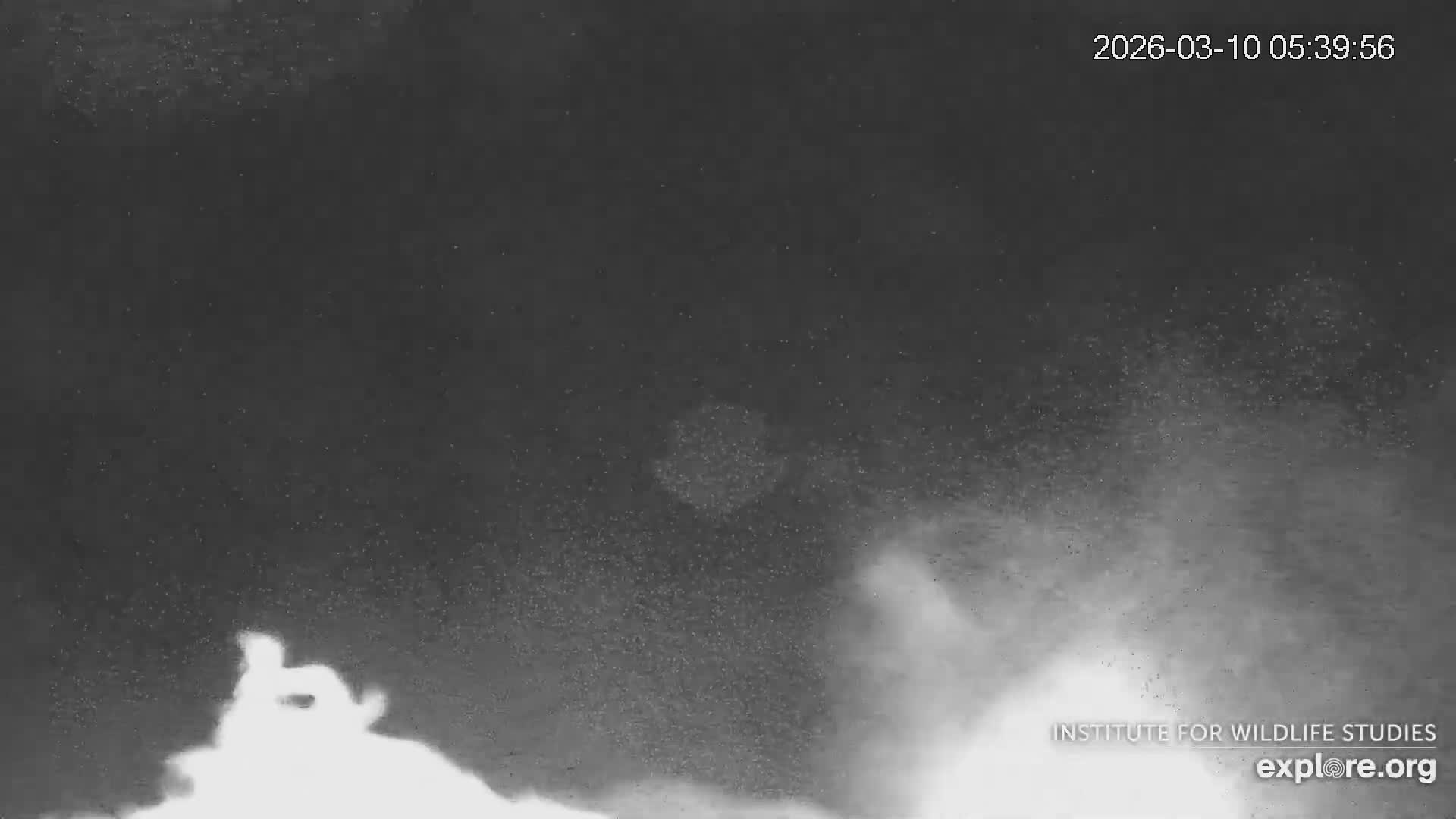 Santa Catalina Island  West End Bald Eagle Wildlife & Pasific View Live Cam - West End, Santa Catalina, Los Angeles, California, USA