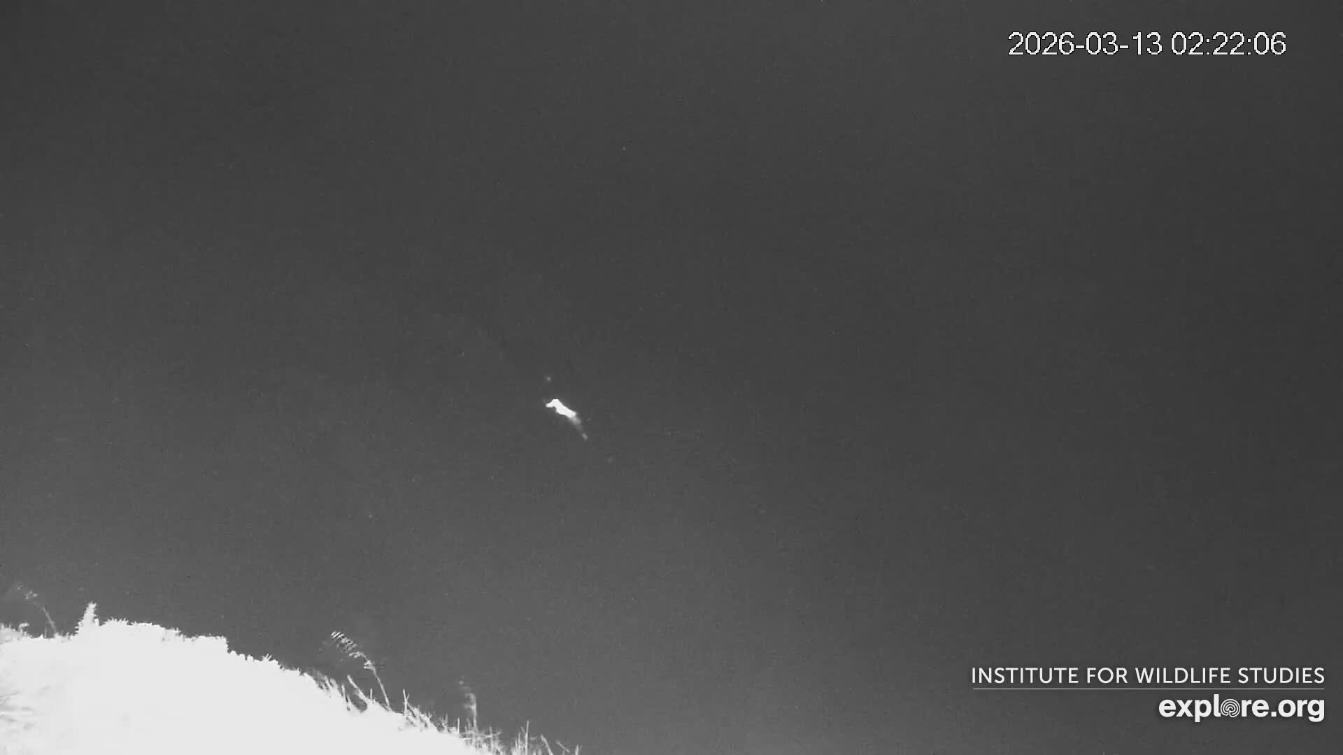 Santa Catalina Island  West End Bald Eagle Wildlife & Pasific View Live Cam - West End, Santa Catalina, Los Angeles, California, USA
