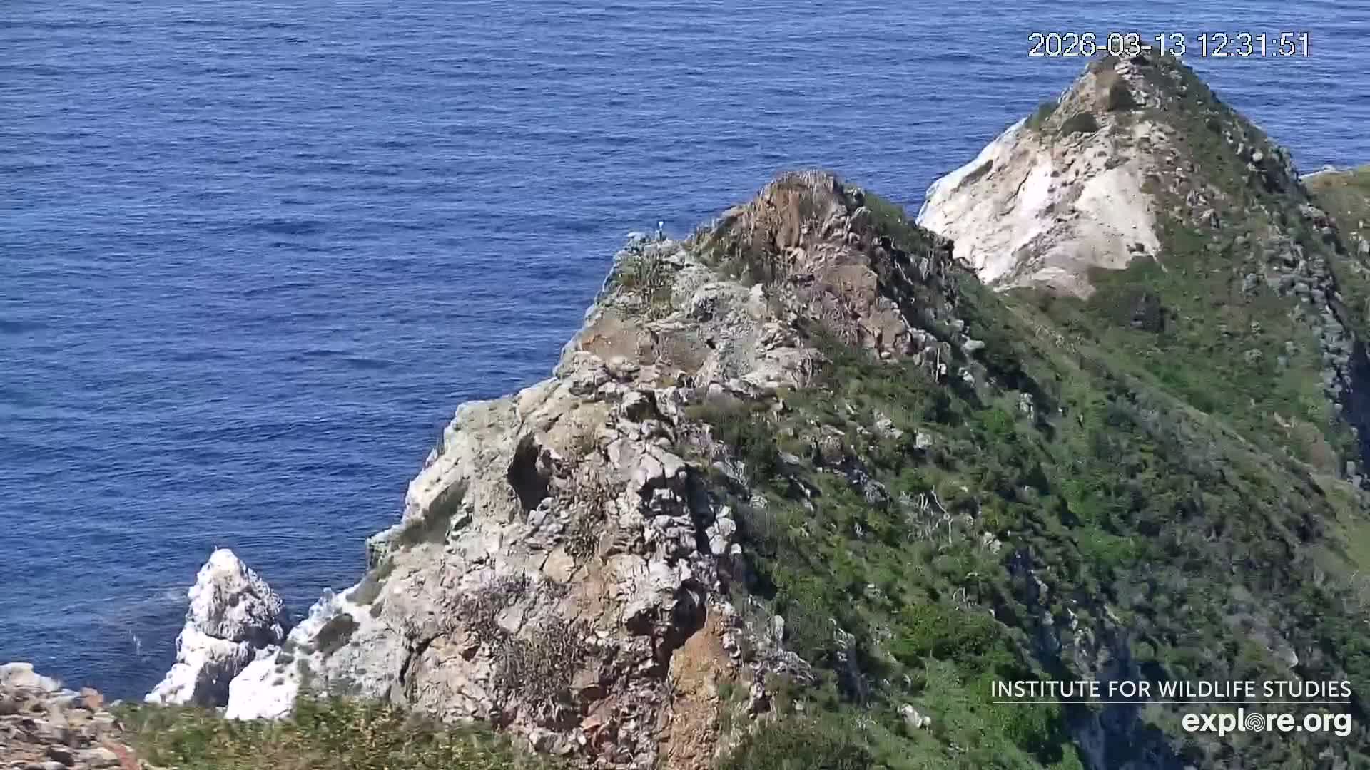 Santa Catalina Island  West End Bald Eagle Wildlife & Pasific View Live Cam - West End, Santa Catalina, Los Angeles, California, USA