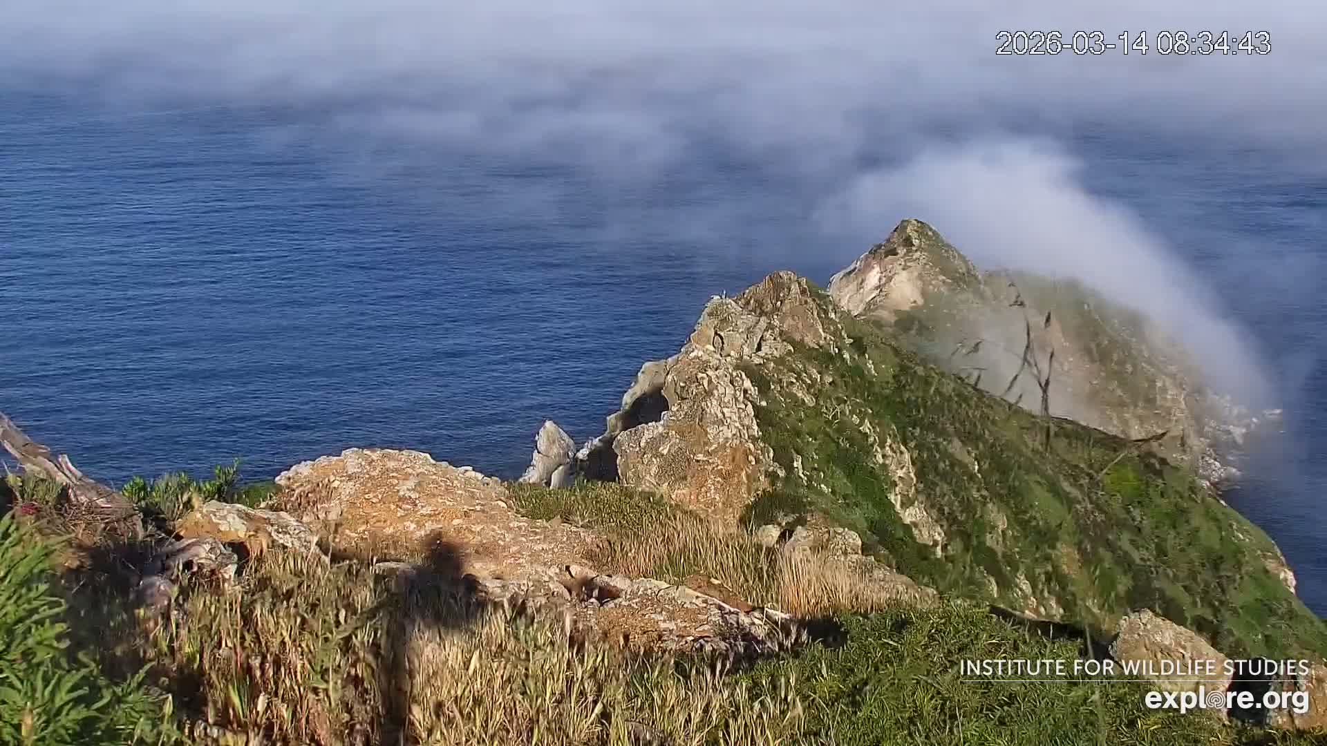 Santa Catalina Island  West End Bald Eagle Wildlife & Pasific View Live Cam - West End, Santa Catalina, Los Angeles, California, USA