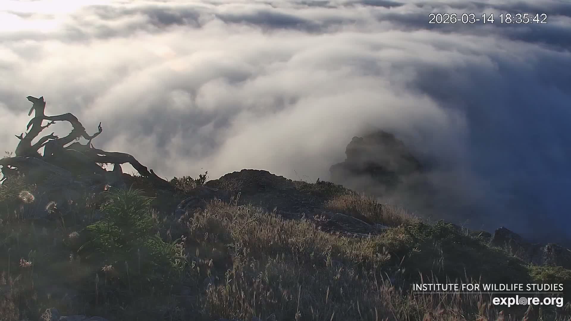 Santa Catalina Island  West End Bald Eagle Wildlife & Pasific View Live Cam - West End, Santa Catalina, Los Angeles, California, USA