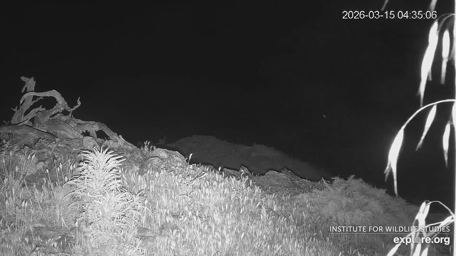 Santa Catalina Island  West End Bald Eagle Wildlife & Pasific View Live Cam - West End, Santa Catalina, Los Angeles, California, USA