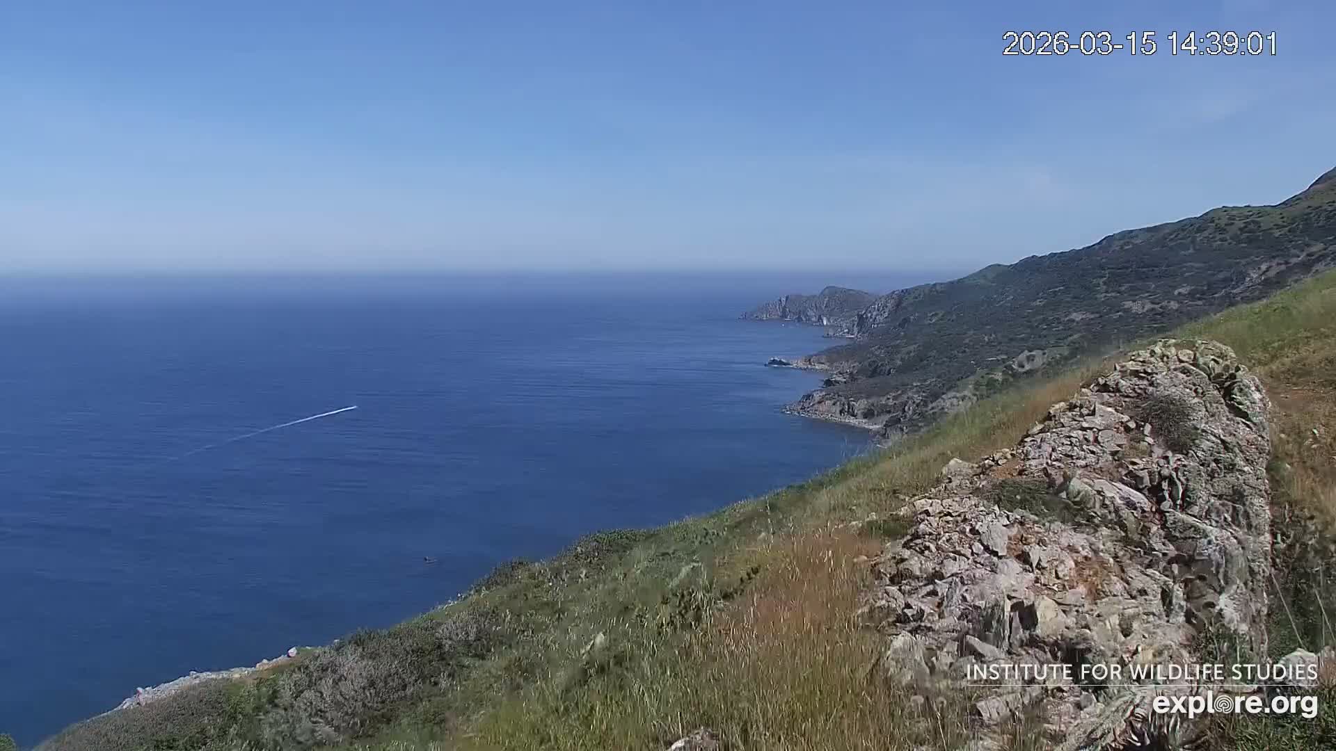 Santa Catalina Island  West End Bald Eagle Wildlife & Pasific View Live Cam - West End, Santa Catalina, Los Angeles, California, USA