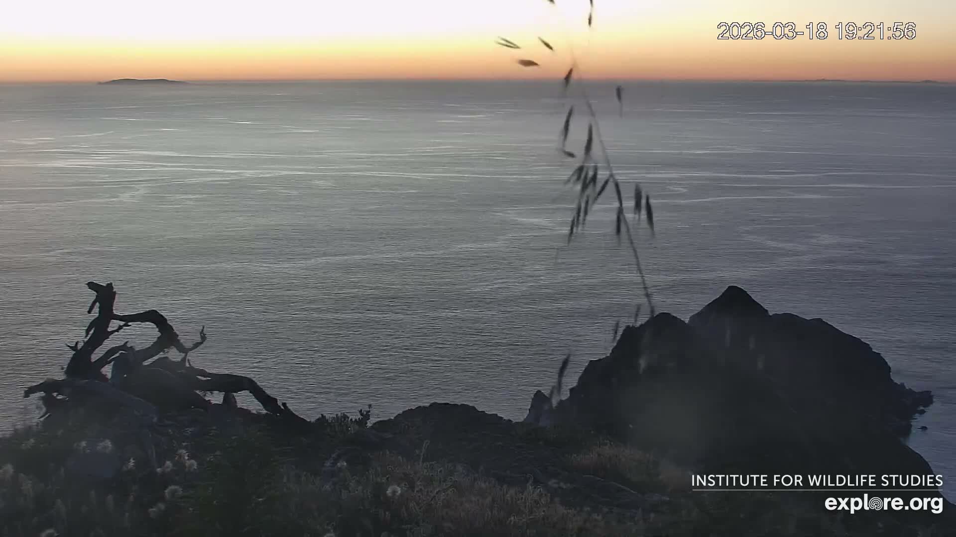 Santa Catalina Island  West End Bald Eagle Wildlife & Pasific View Live Cam - West End, Santa Catalina, Los Angeles, California, USA