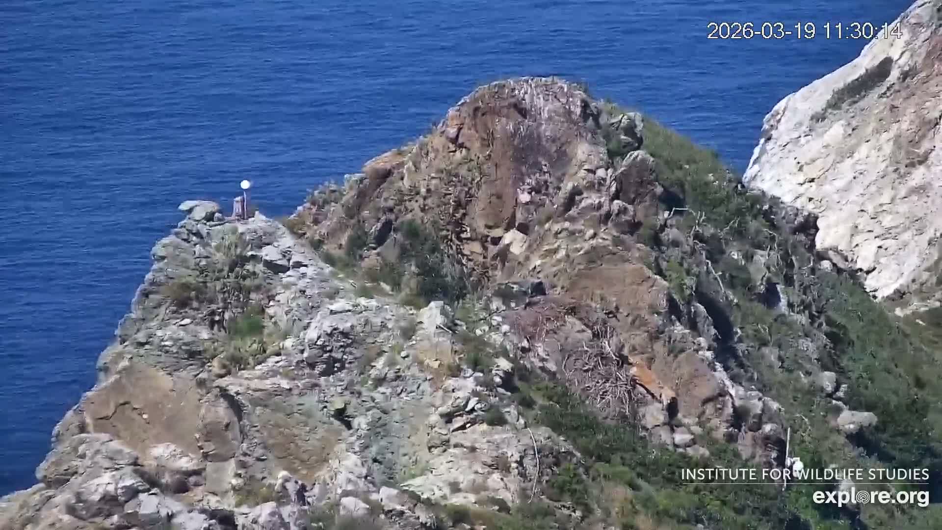 Santa Catalina Island  West End Bald Eagle Wildlife & Pasific View Live Cam - West End, Santa Catalina, Los Angeles, California, USA