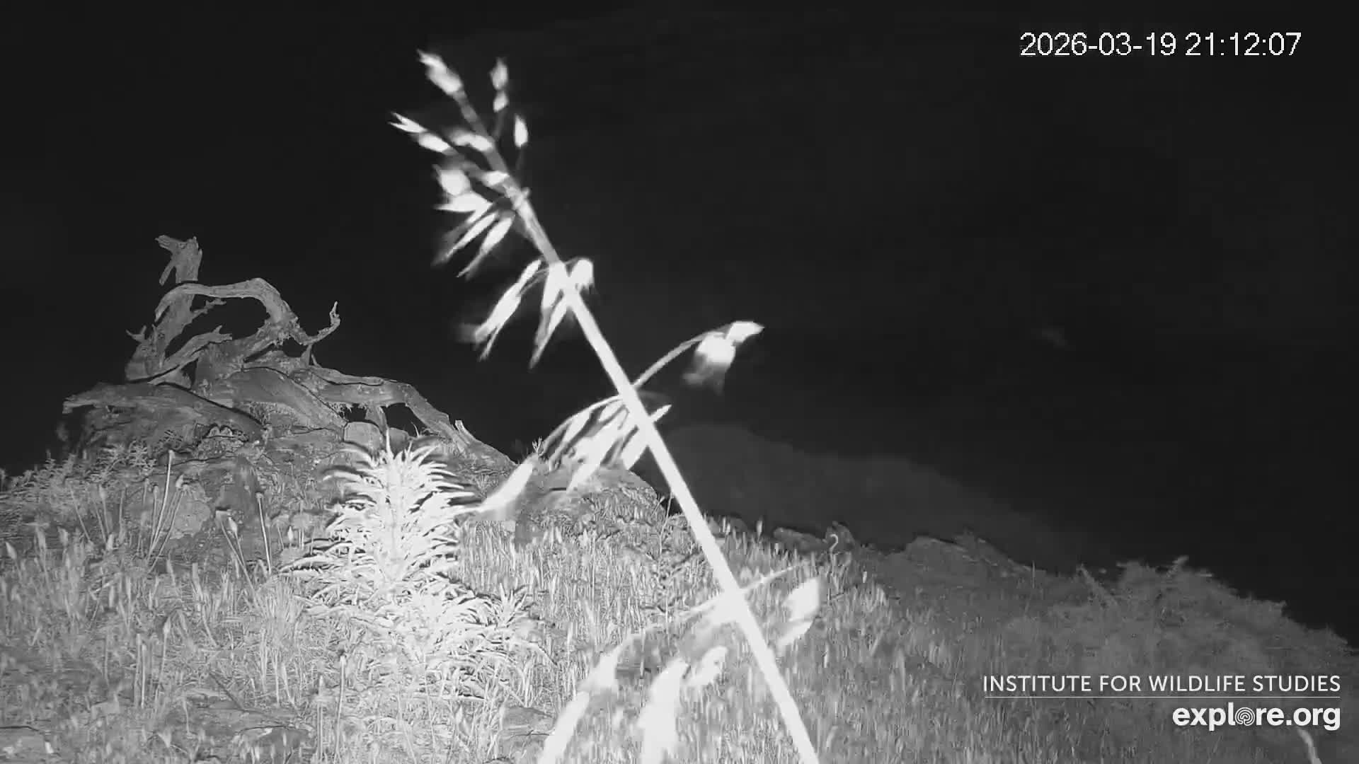 Santa Catalina Island  West End Bald Eagle Wildlife & Pasific View Live Cam - West End, Santa Catalina, Los Angeles, California, USA