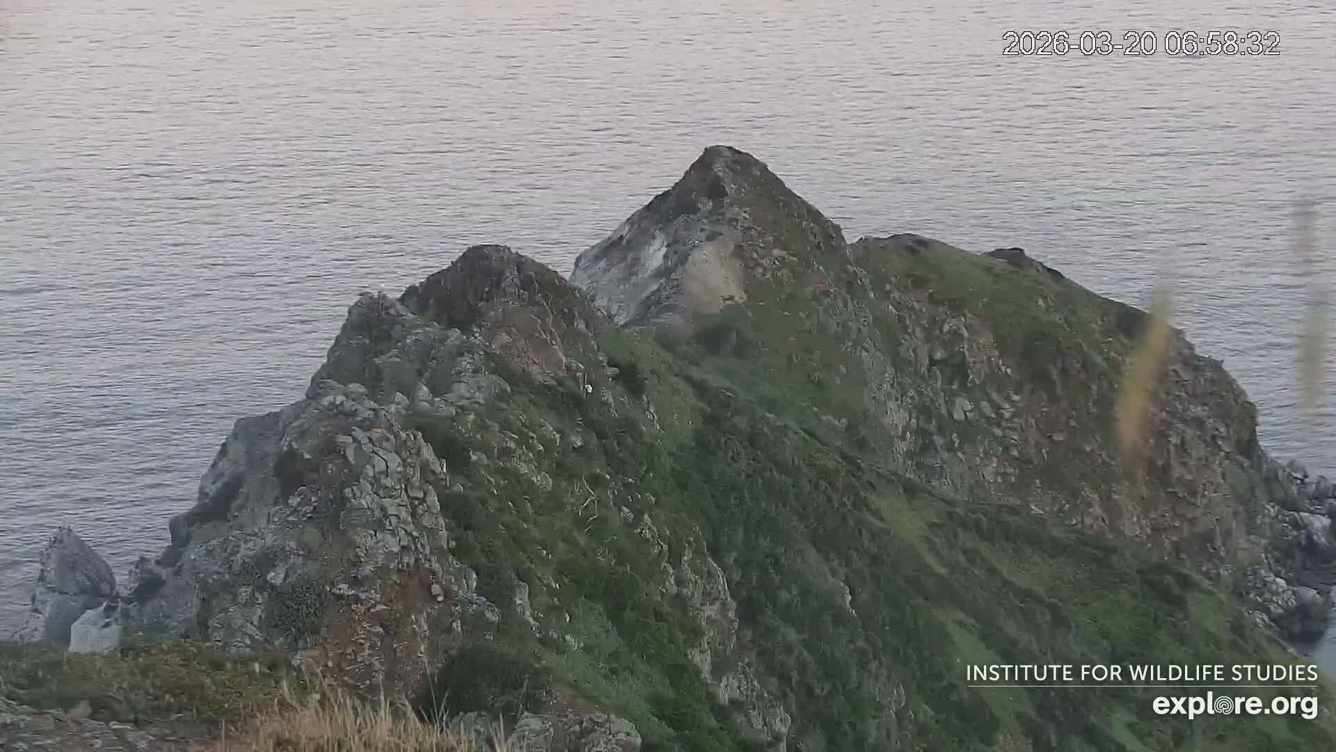Santa Catalina Island  West End Bald Eagle Wildlife & Pasific View Live Cam - West End, Santa Catalina, Los Angeles, California, USA
