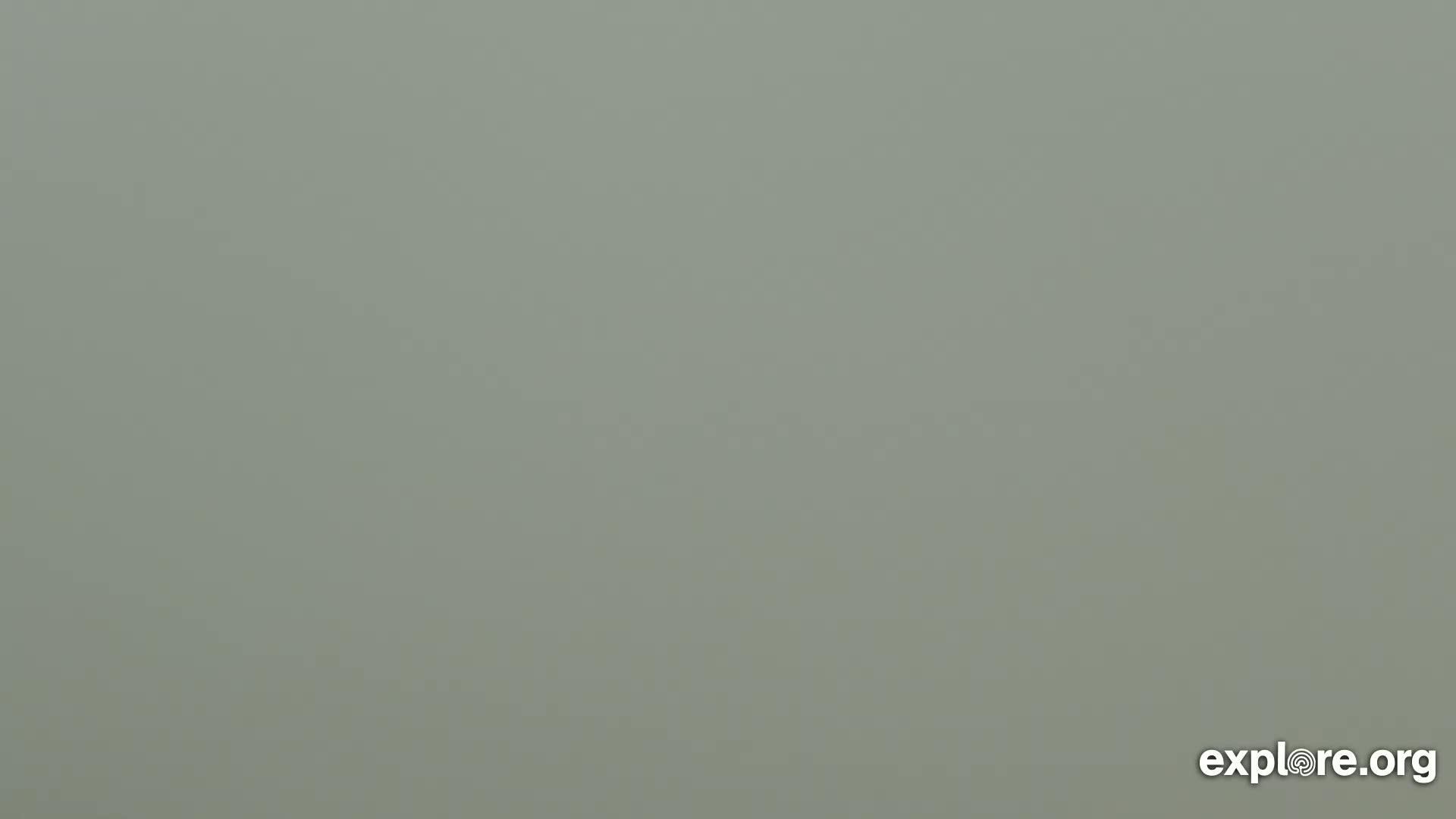 The image shows a uniformly light-green colored surface.