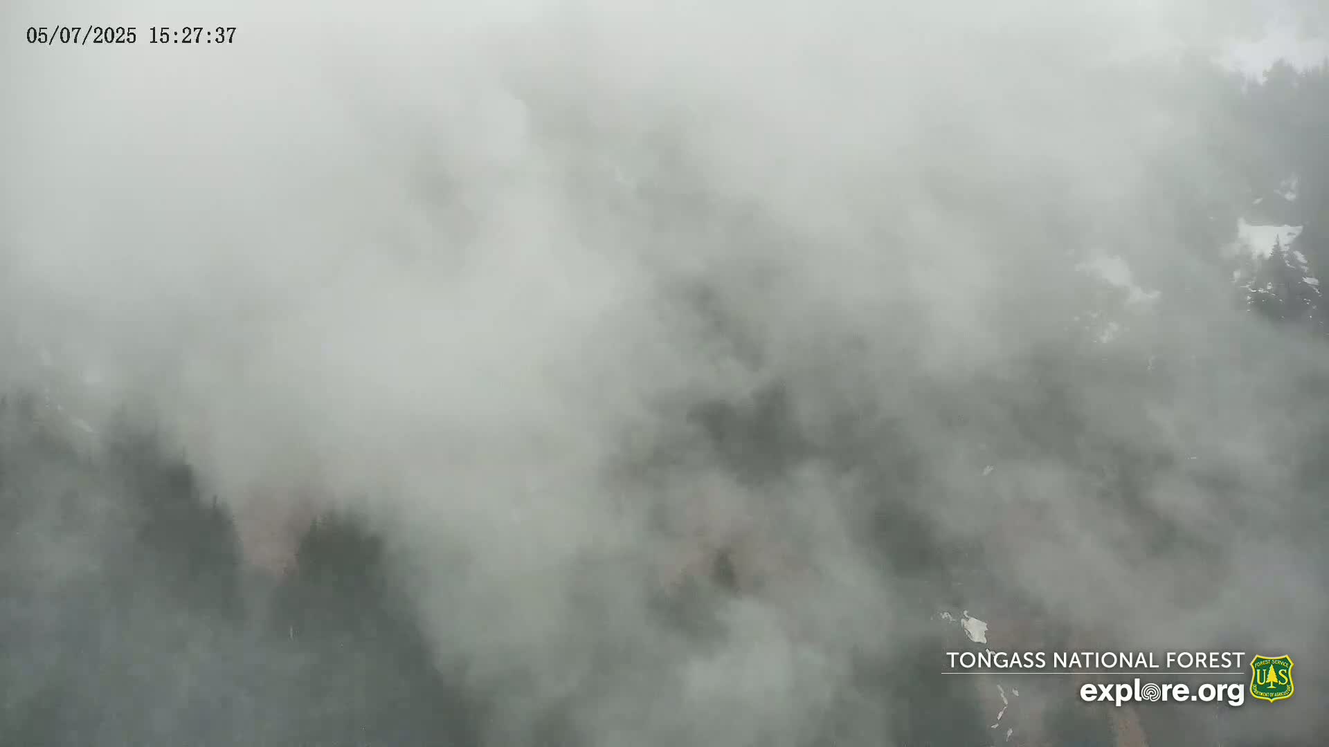 A dense fog obscures a dark, forested landscape.