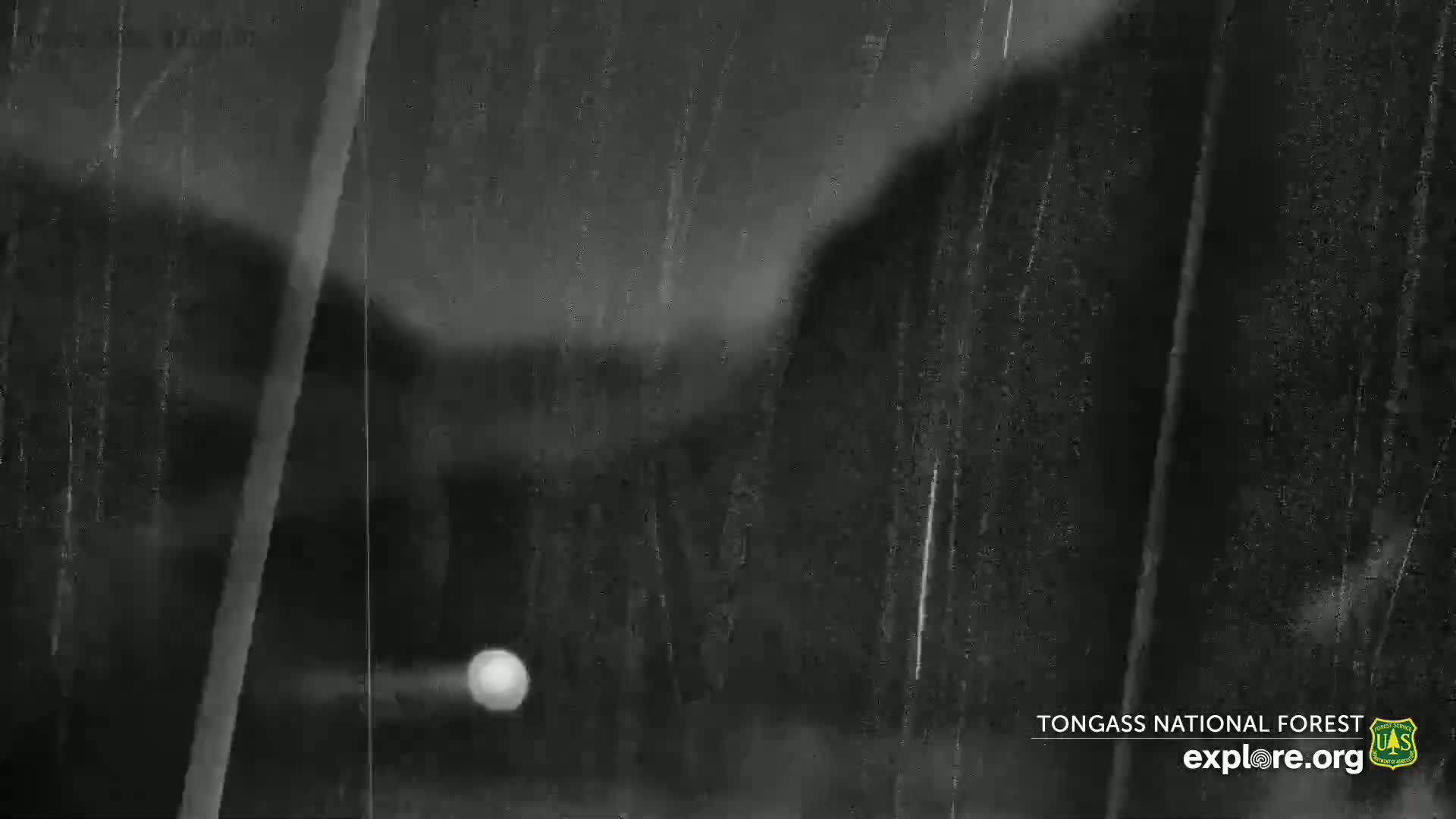 A blurry, dark, rainy image shows indistinct shapes suggesting trees in a forest.