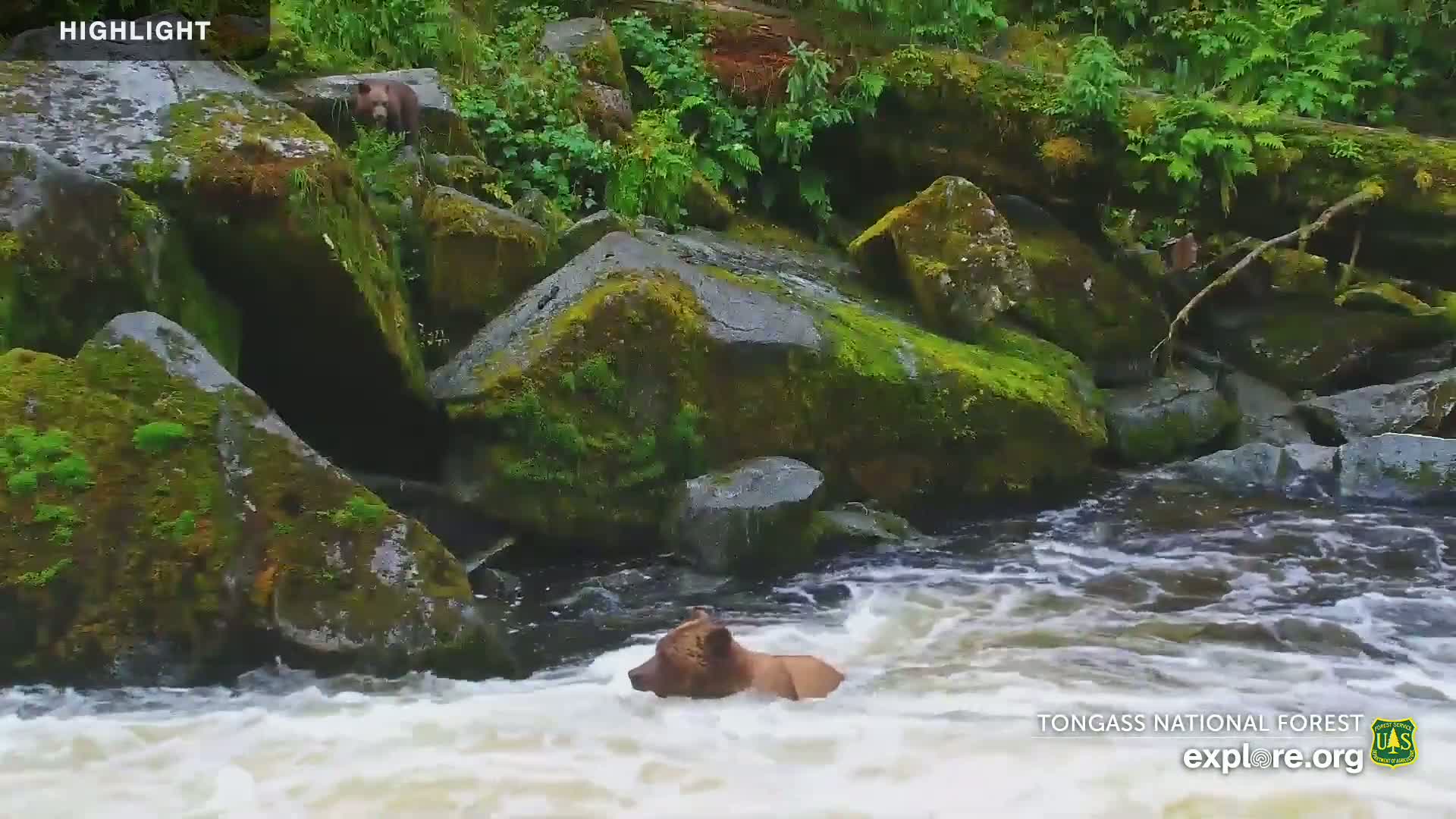 A brown bear swims in a rushing river surrounded by moss-covered rocks and lush green vegetation.