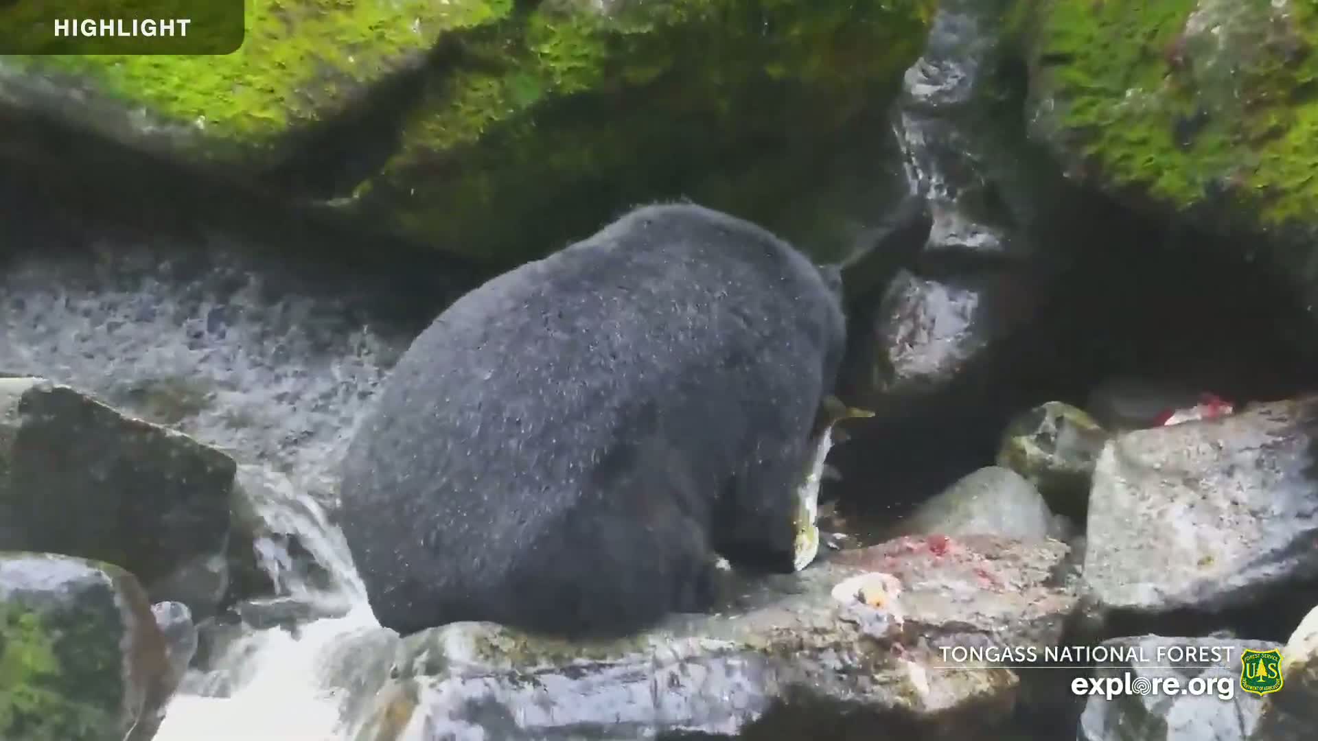 Mendenhall Glacier , Lake & Mountain Live Cam - Mendenhall Valley, Juneau, Alaska, USA