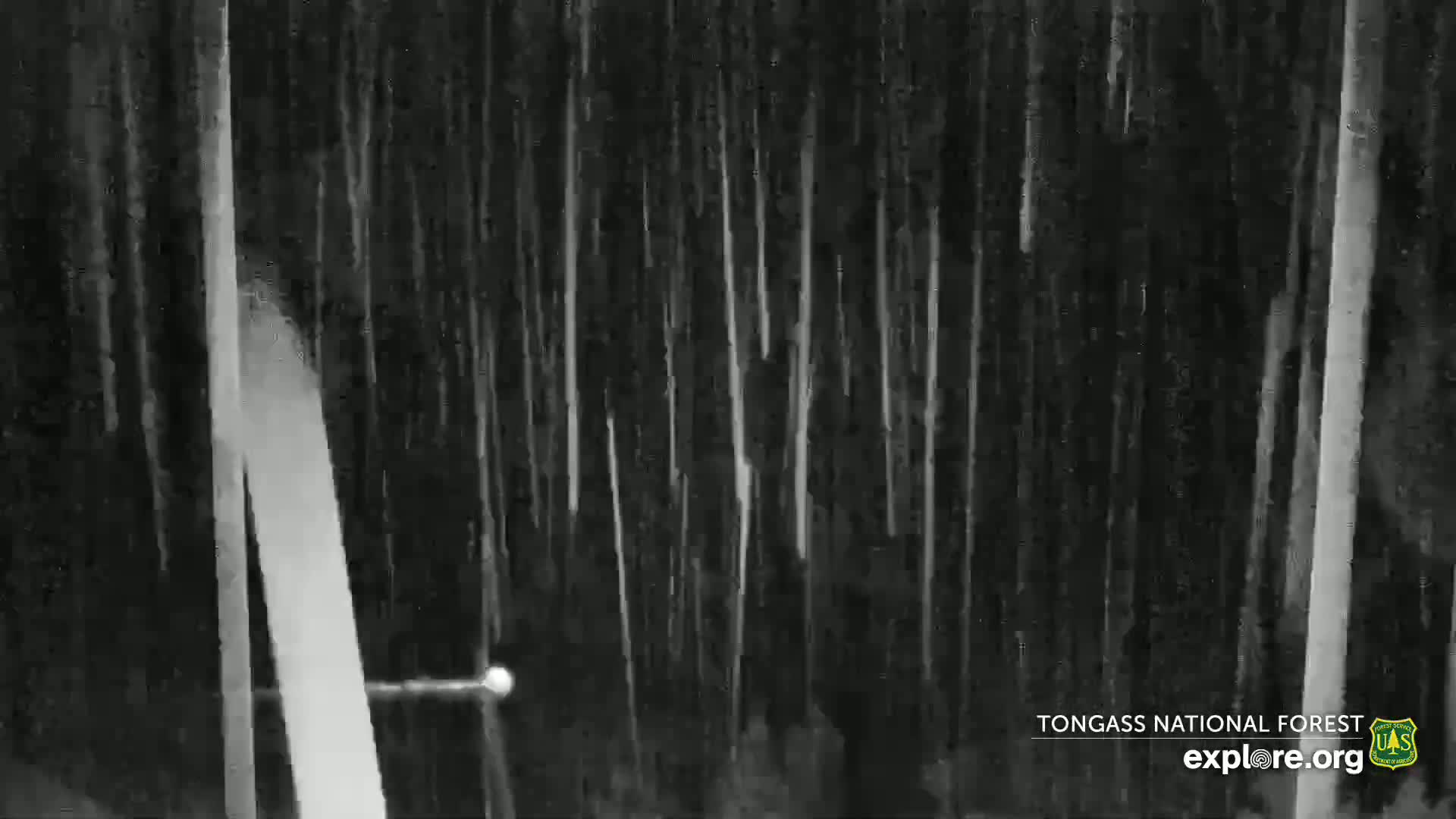 A nighttime view shows a forest with heavy rain falling.
