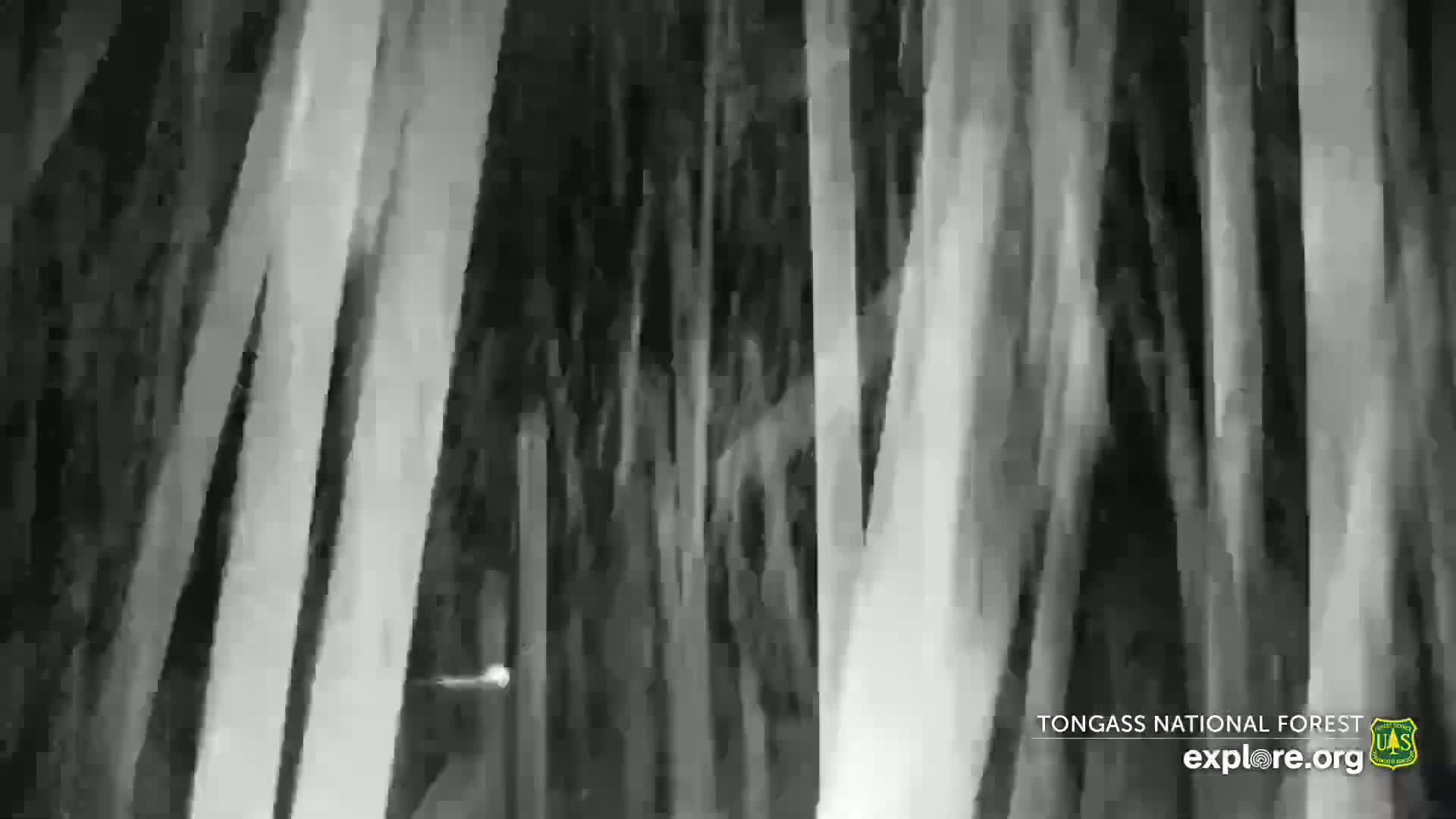 A grayscale image shows the trunks of many tall trees in a dark forest.