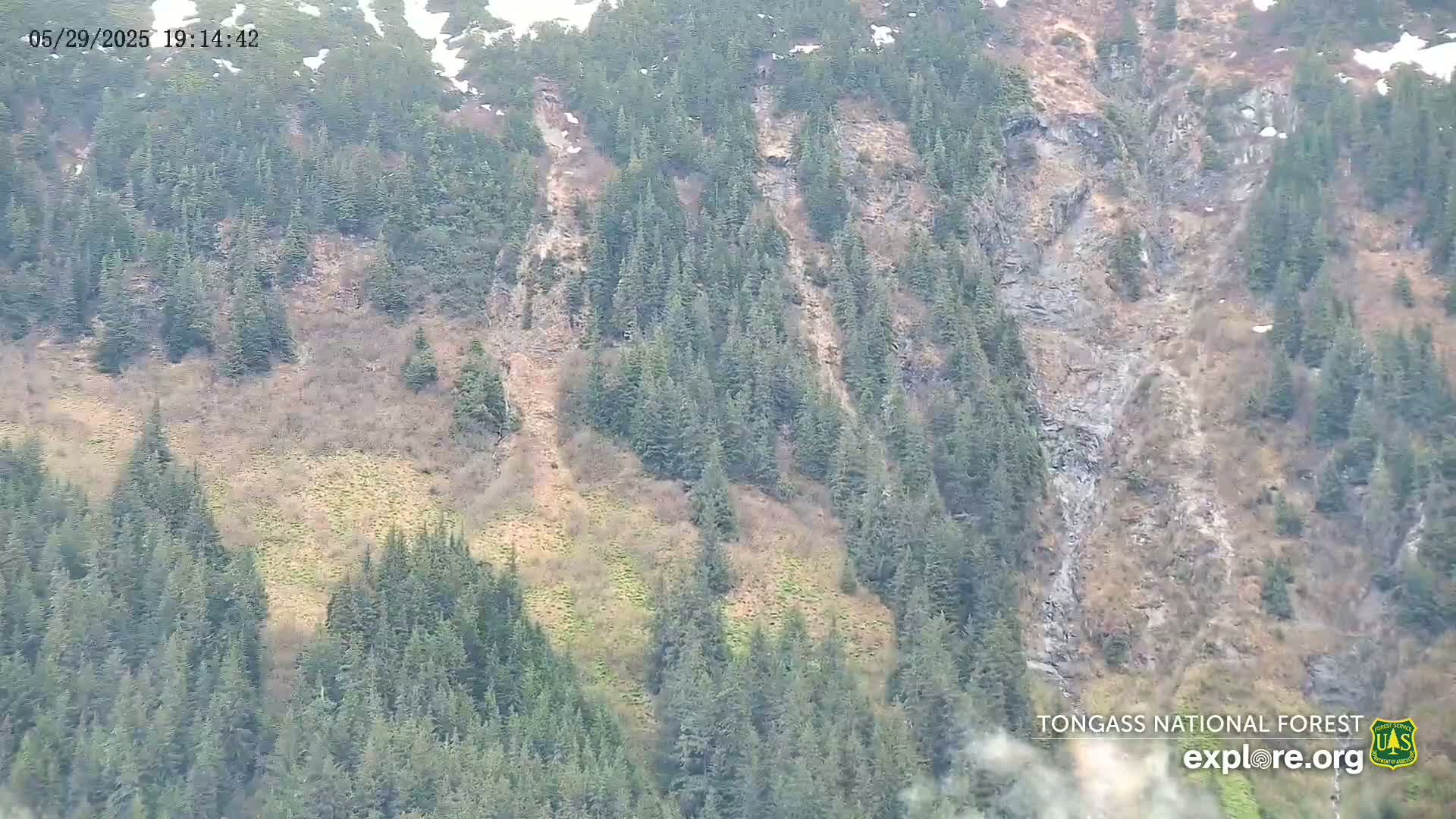 A mountainous area covered in evergreen trees and patches of bare earth shows signs of recent landslides under an overcast sky.