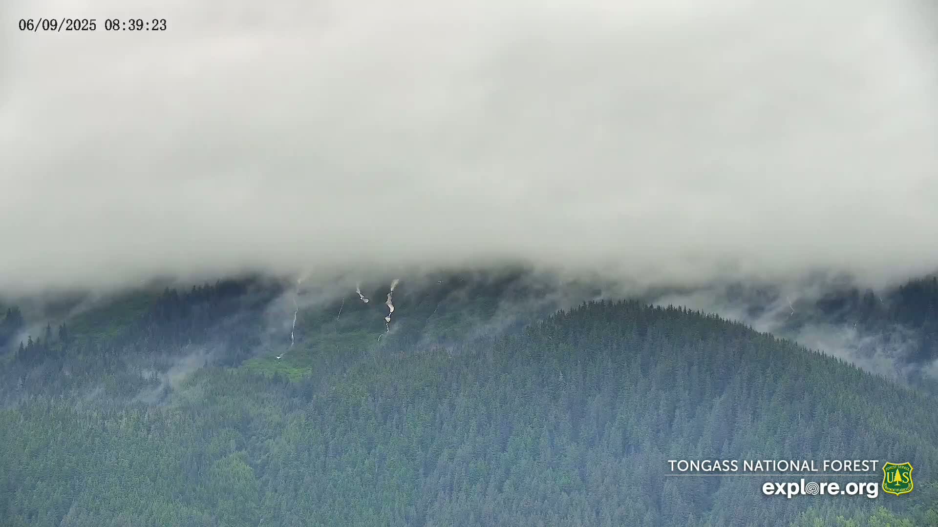 A foggy, mountainous landscape shows a dense evergreen forest with several small waterfalls cascading down a hillside.