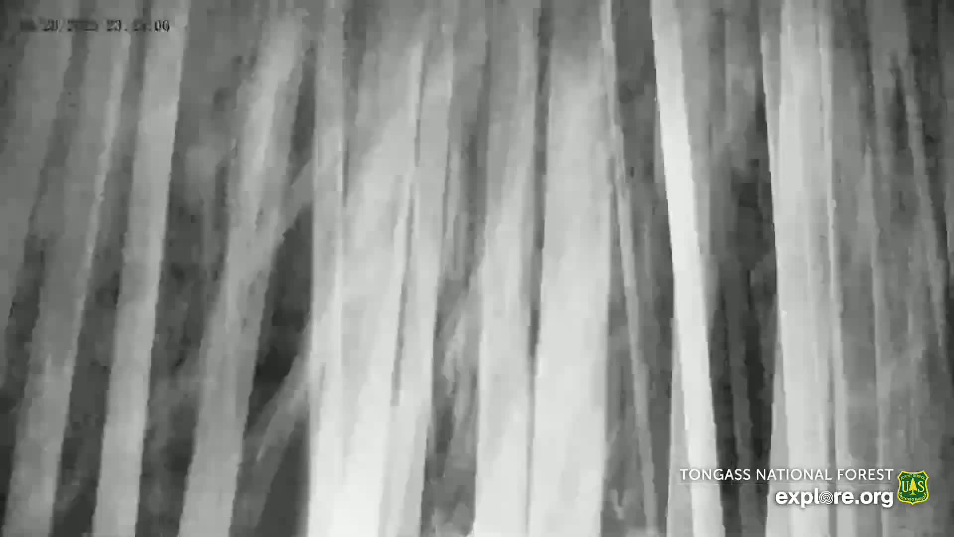 A grayscale image shows a dense forest at night, the tree trunks appearing tall and slender.
