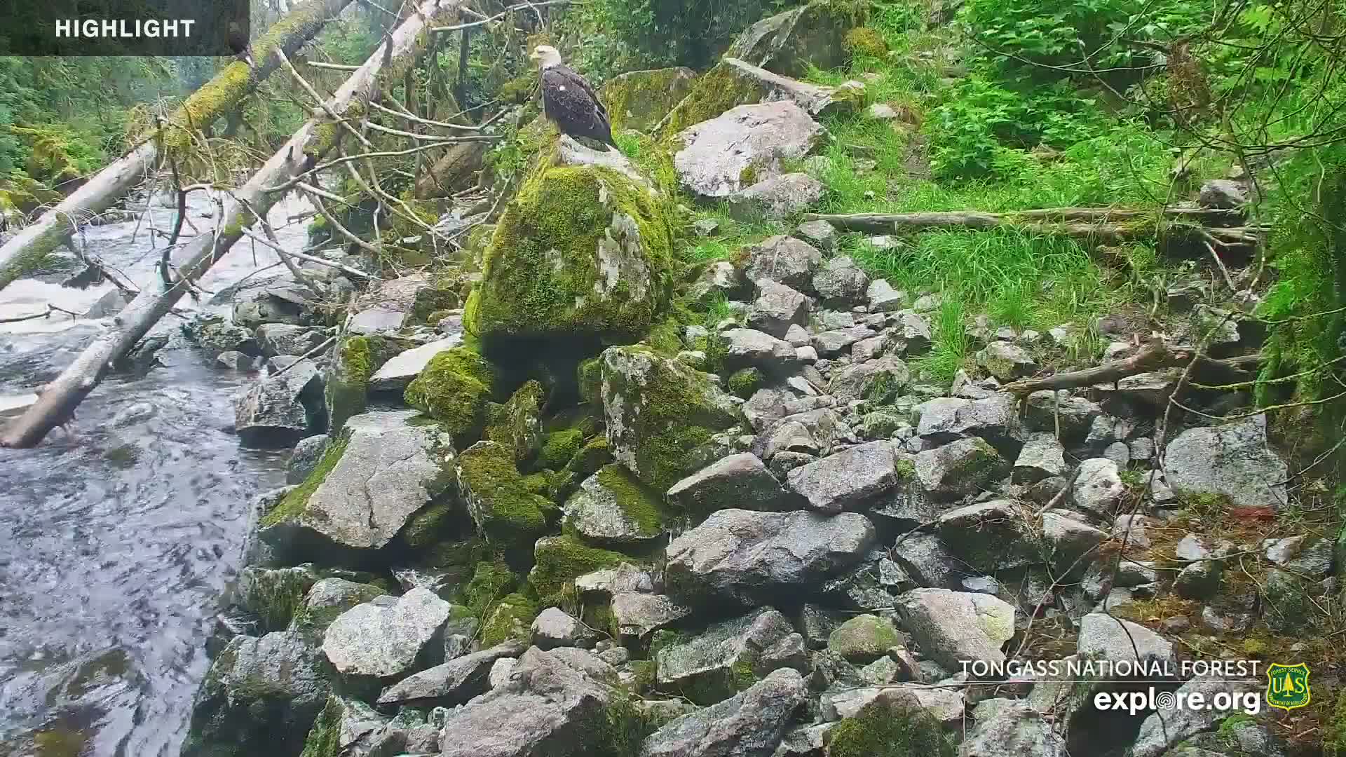 Mendenhall Glacier , Lake & Mountain Live Cam - Mendenhall Valley, Juneau, Alaska, USA