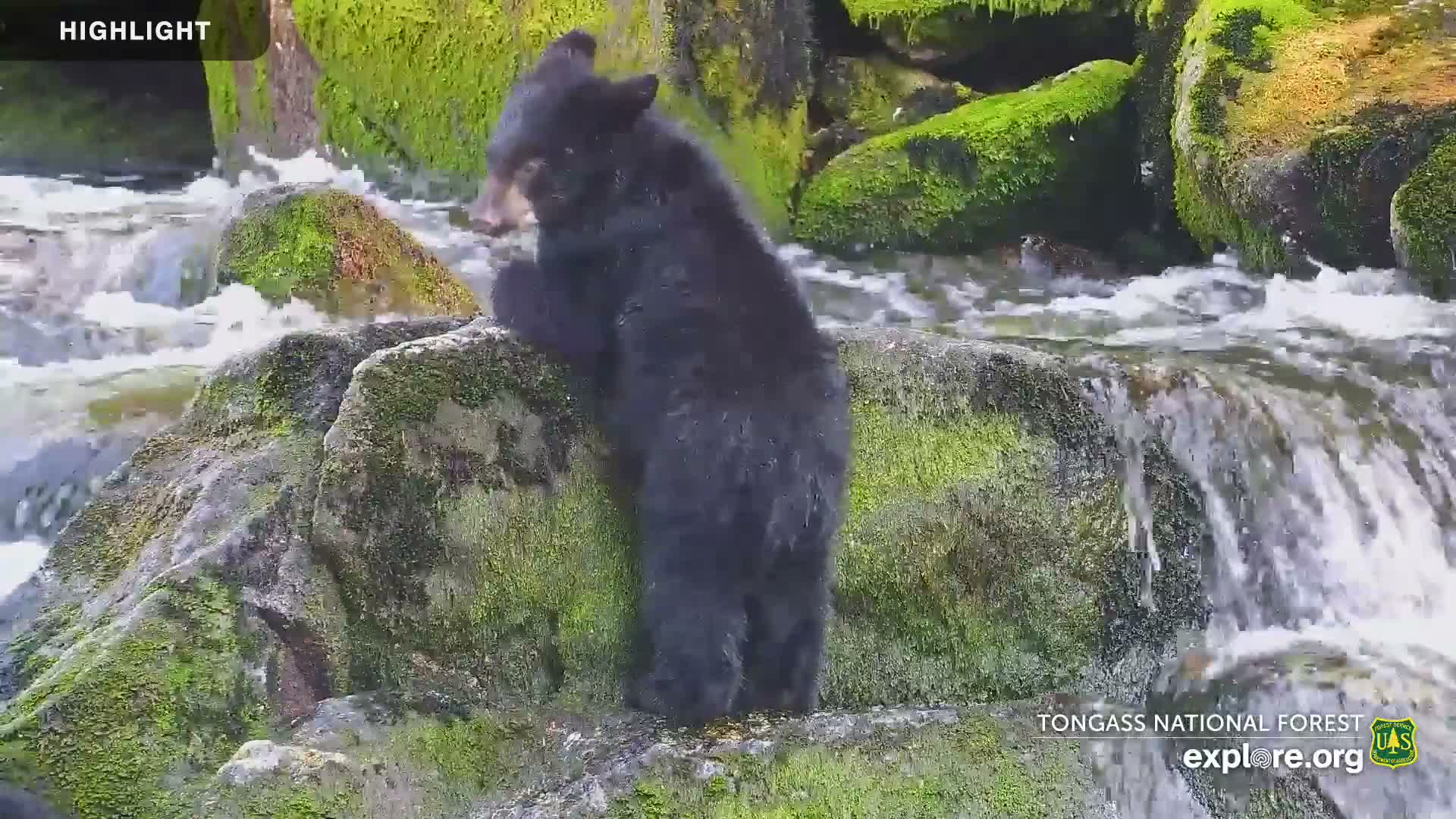 Mendenhall Glacier , Lake & Mountain Live Cam - Mendenhall Valley, Juneau, Alaska, USA