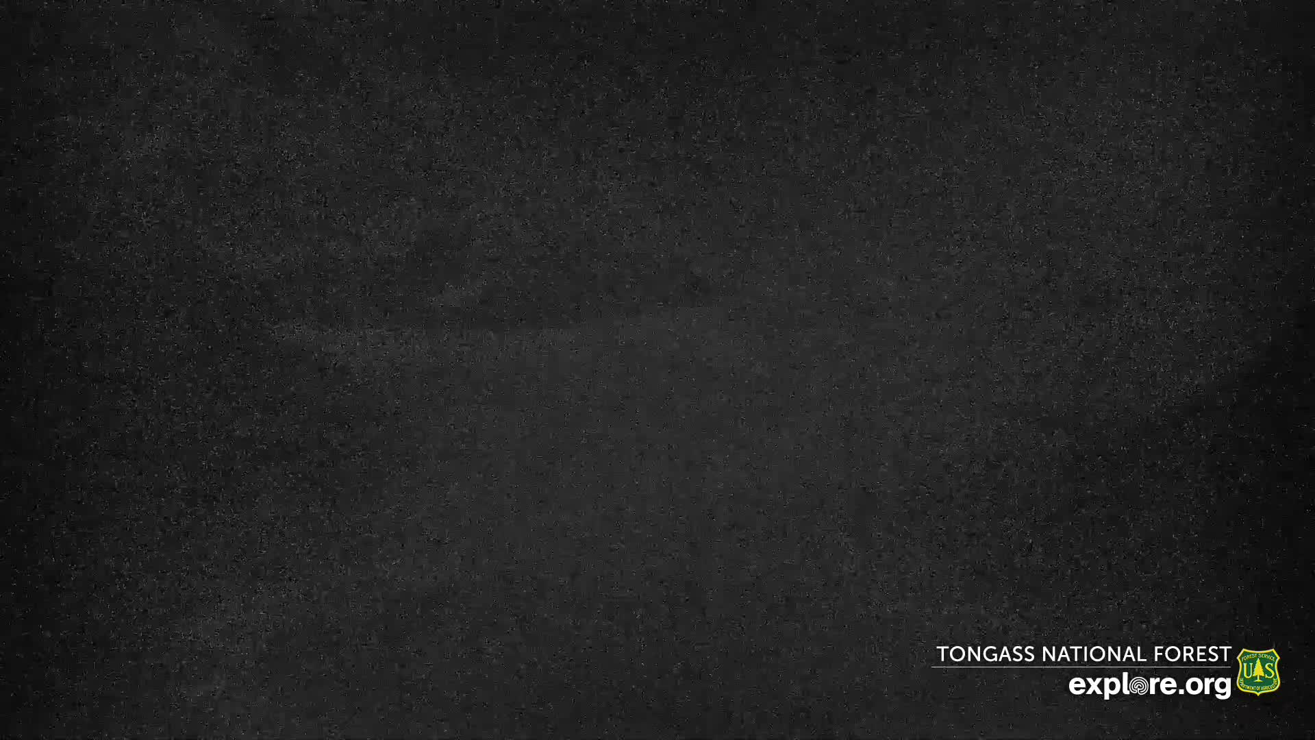 The image presents a uniformly dark, grainy field, evocative of a moonless or heavily overcast night outdoors.