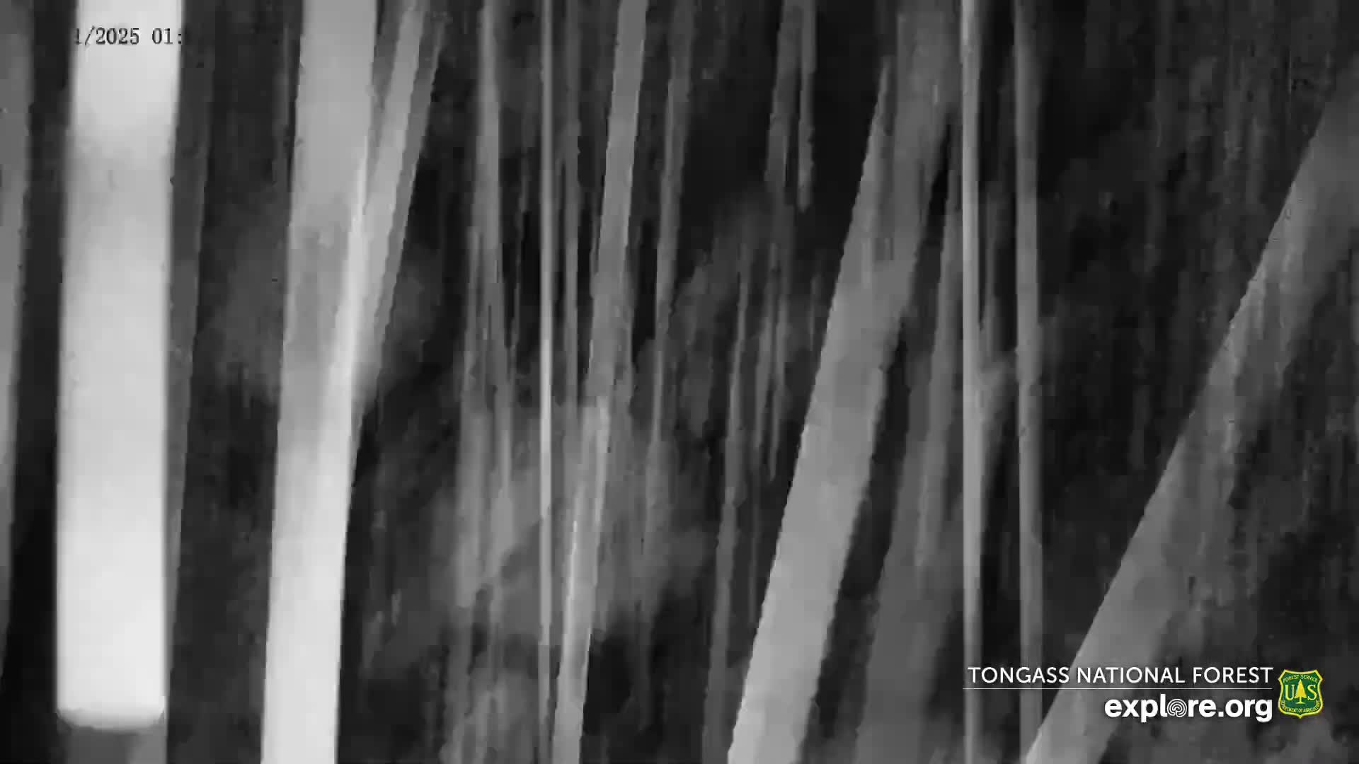 Mendenhall Glacier , Lake & Mountain Live Cam - Mendenhall Valley, Juneau, Alaska, USA