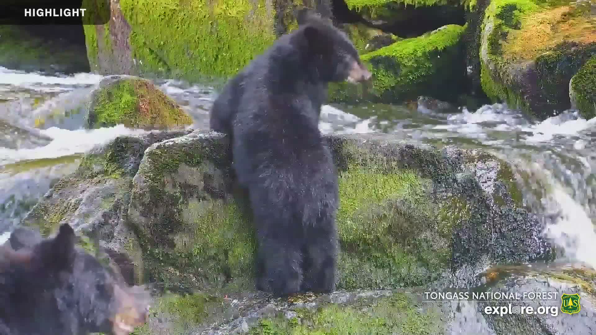 Mendenhall Glacier , Lake & Mountain Live Cam - Mendenhall Valley, Juneau, Alaska, USA