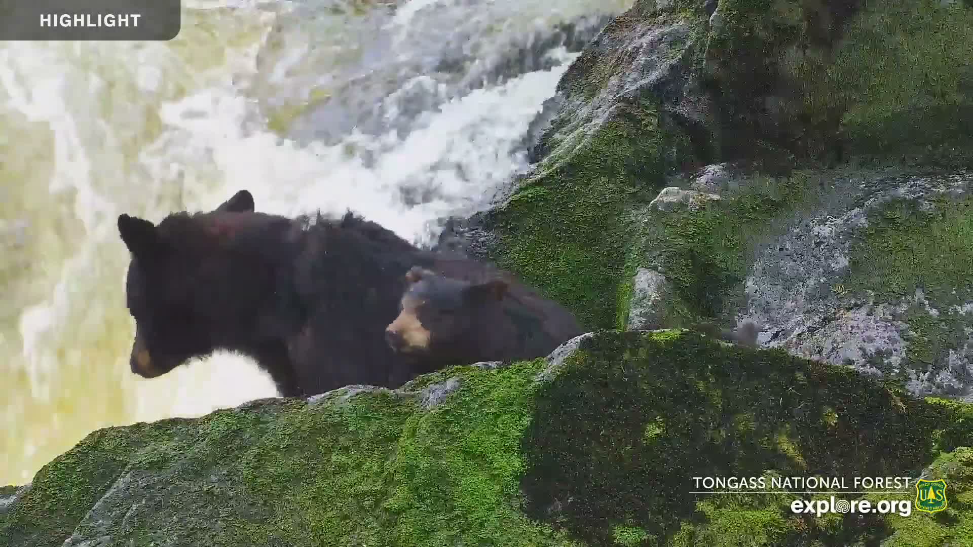 Mendenhall Glacier , Lake & Mountain Live Cam - Mendenhall Valley, Juneau, Alaska, USA