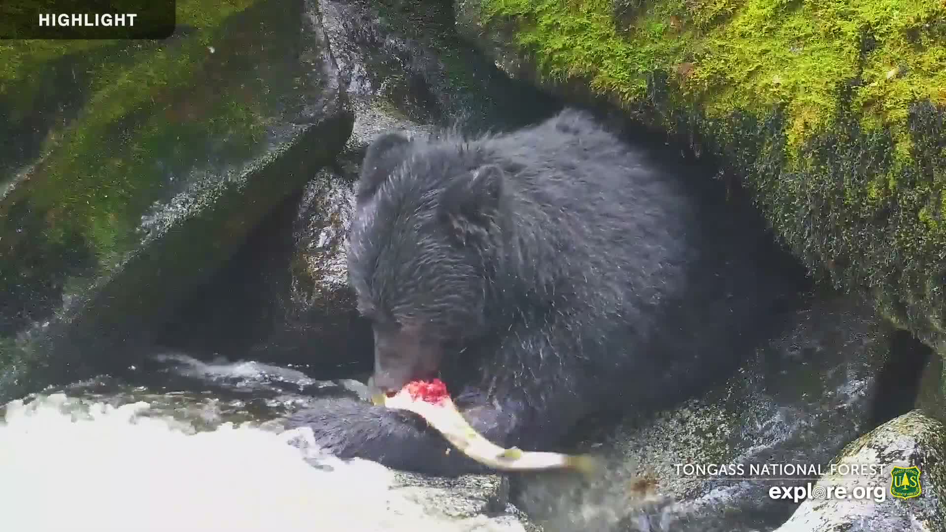 Mendenhall Glacier , Lake & Mountain Live Cam - Mendenhall Valley, Juneau, Alaska, USA
