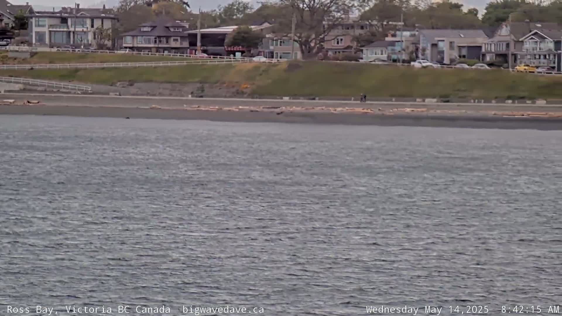 A calm, gray body of water stretches out in front of a dark-sand beach with driftwood and houses on a hill beyond.