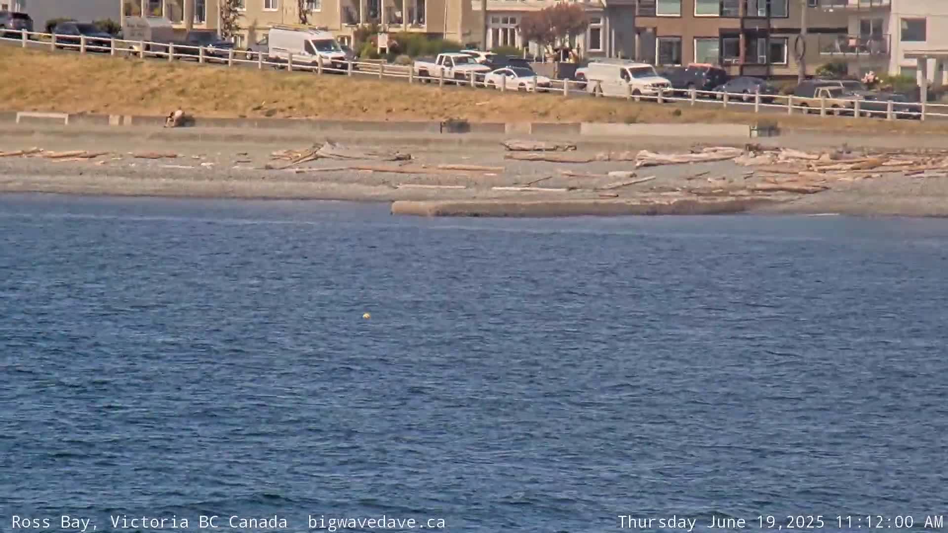 A calm body of water laps a beach strewn with driftwood, adjacent to a residential area on a sunny day.
