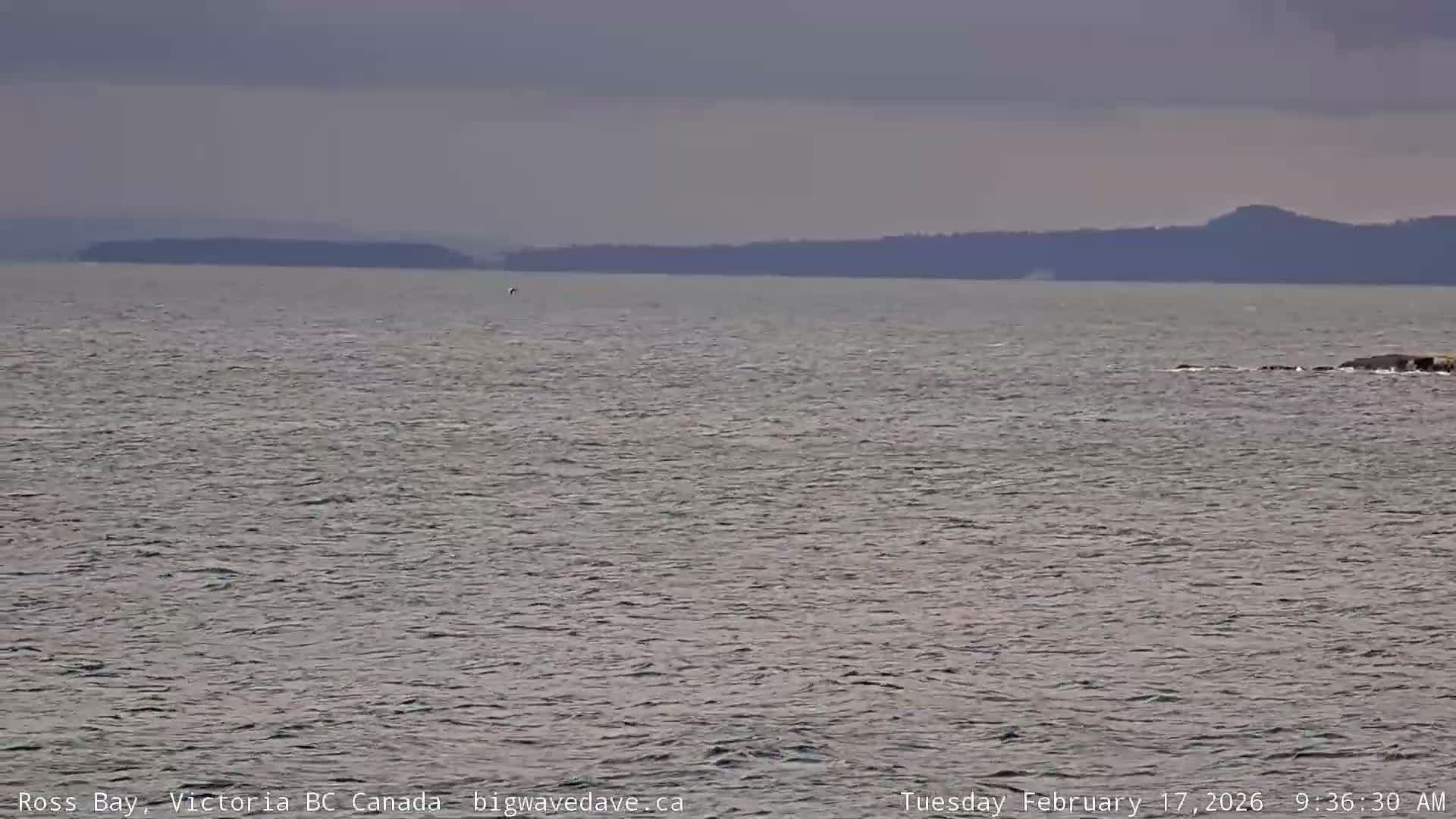 Fairfield District & Ross Bay Pasific & Trail Island Live Cam - Fairfield,  Victoria, Capital Regional District, British Columbia, Canada