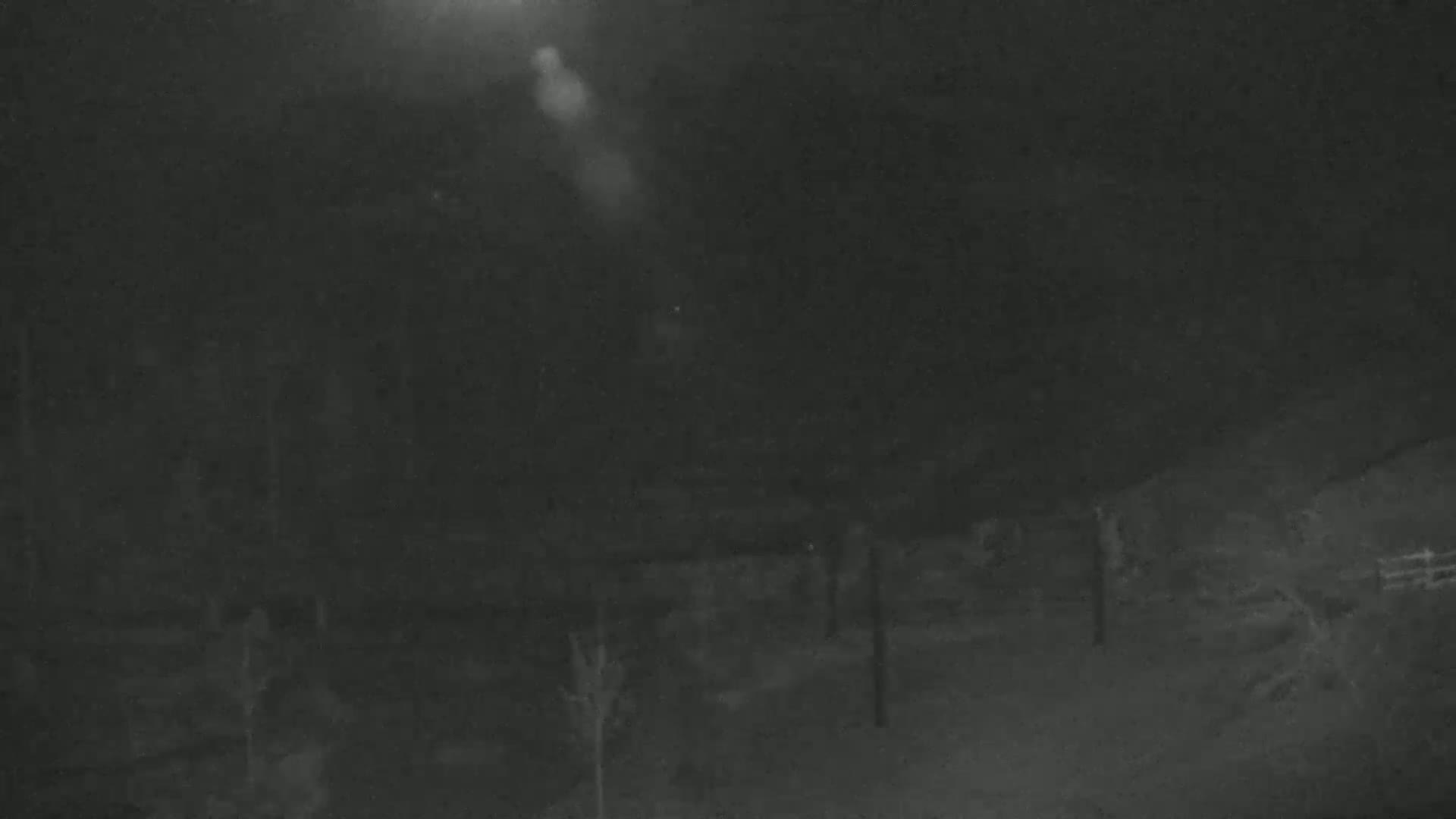 A nighttime, low-light image shows a sparsely vegetated area with some thin, dark trees and shrubs under a dark sky.