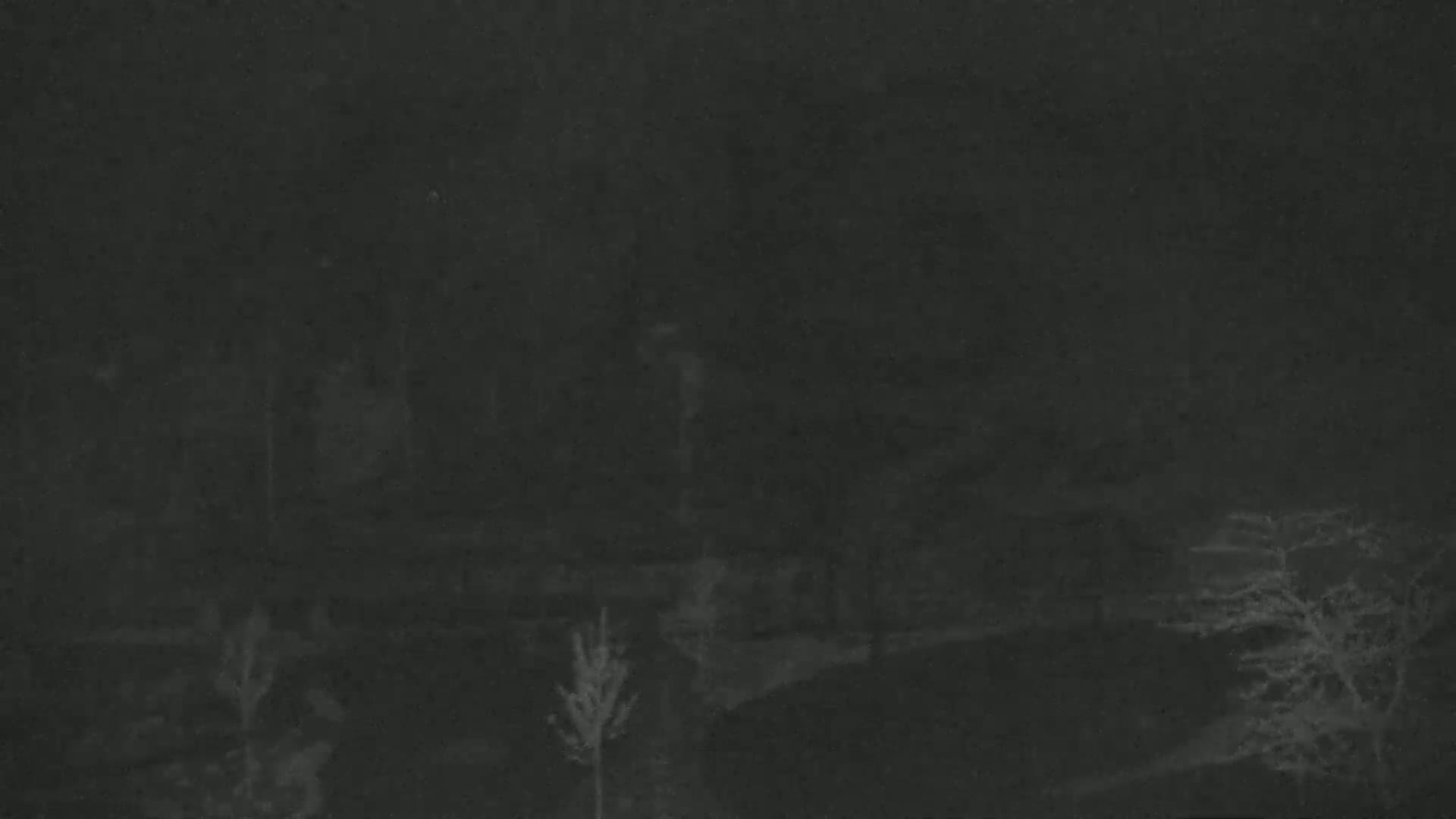 A dark, nighttime scene shows indistinct trees and shrubs, possibly a park or yard, under a cloudy or hazy sky.