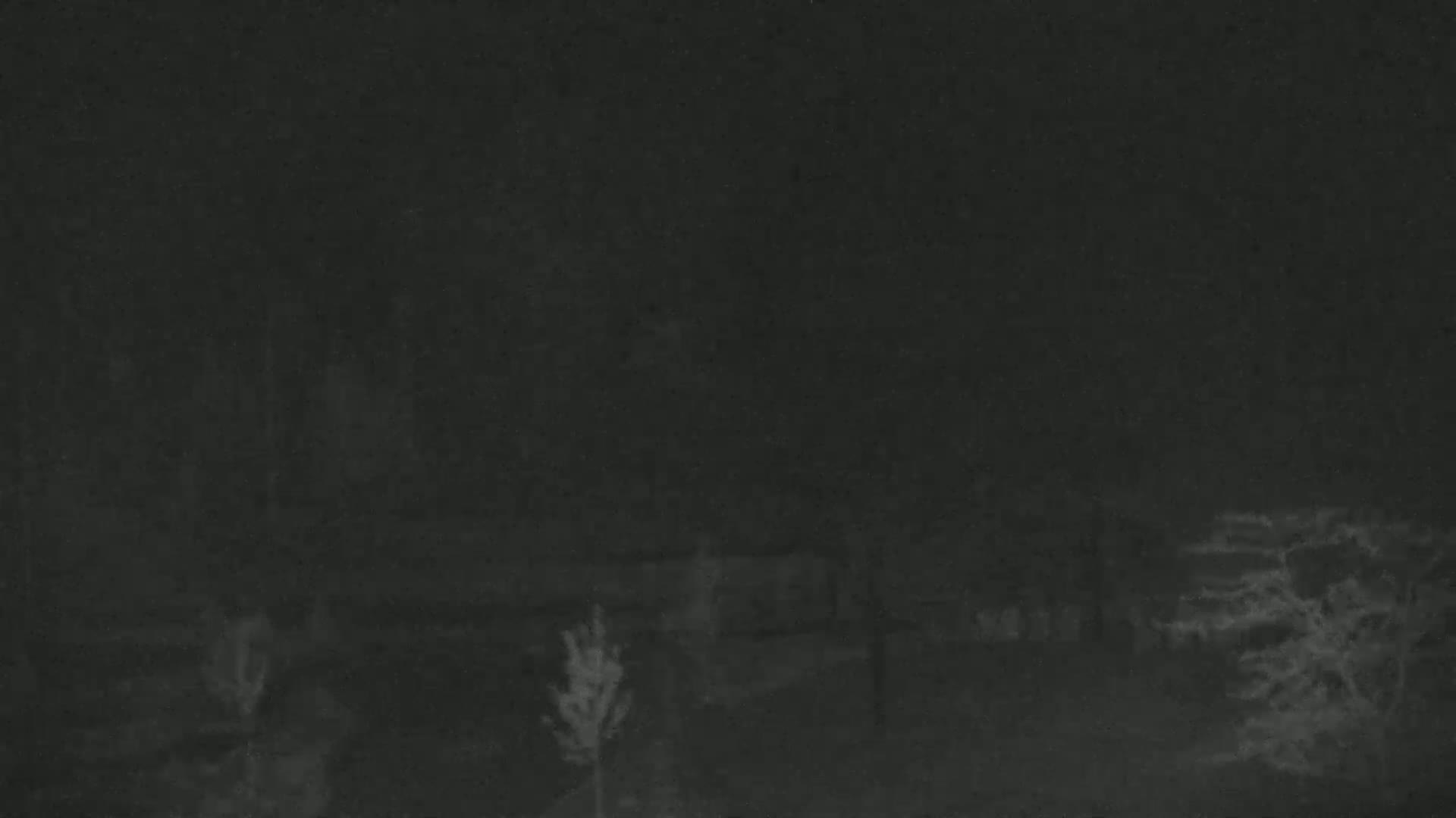 A nighttime, low-light image shows dark silhouettes of trees and bushes, with a few small plants visible in the foreground.