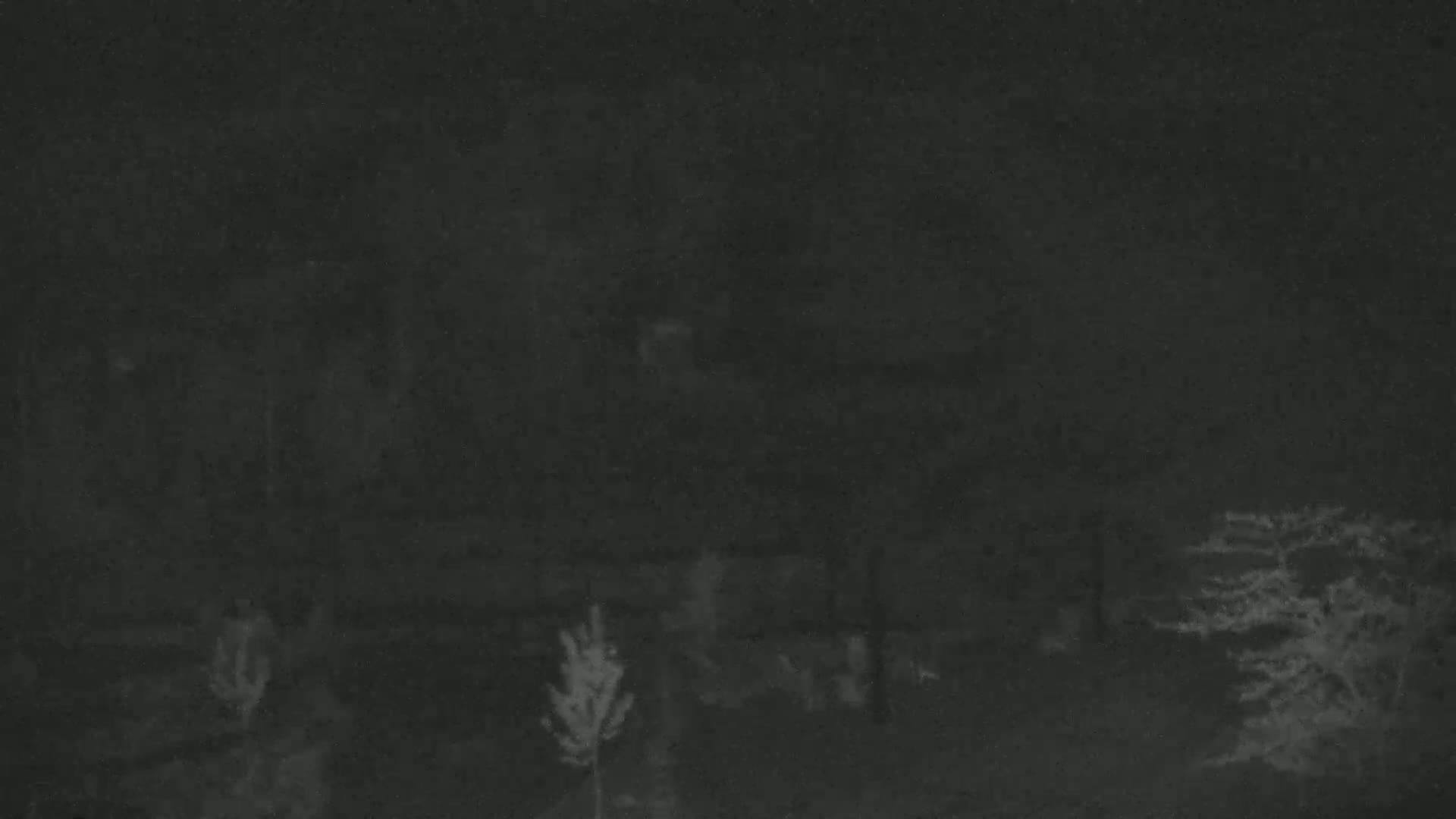 A nighttime, low-light image shows a dark, shadowy yard with several small trees and shrubs.
