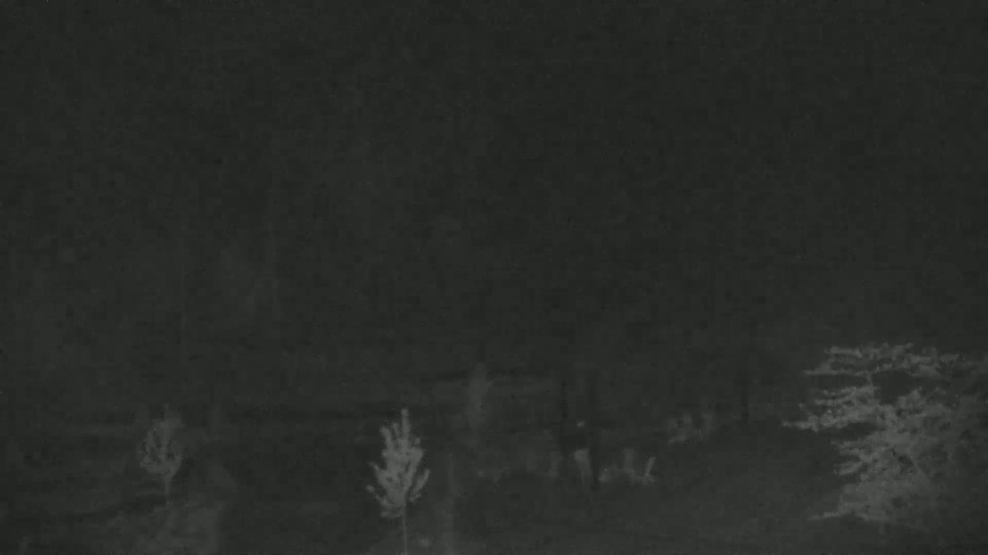 A dark, nighttime scene shows several shadowy trees and small plants, possibly in a wooded area.