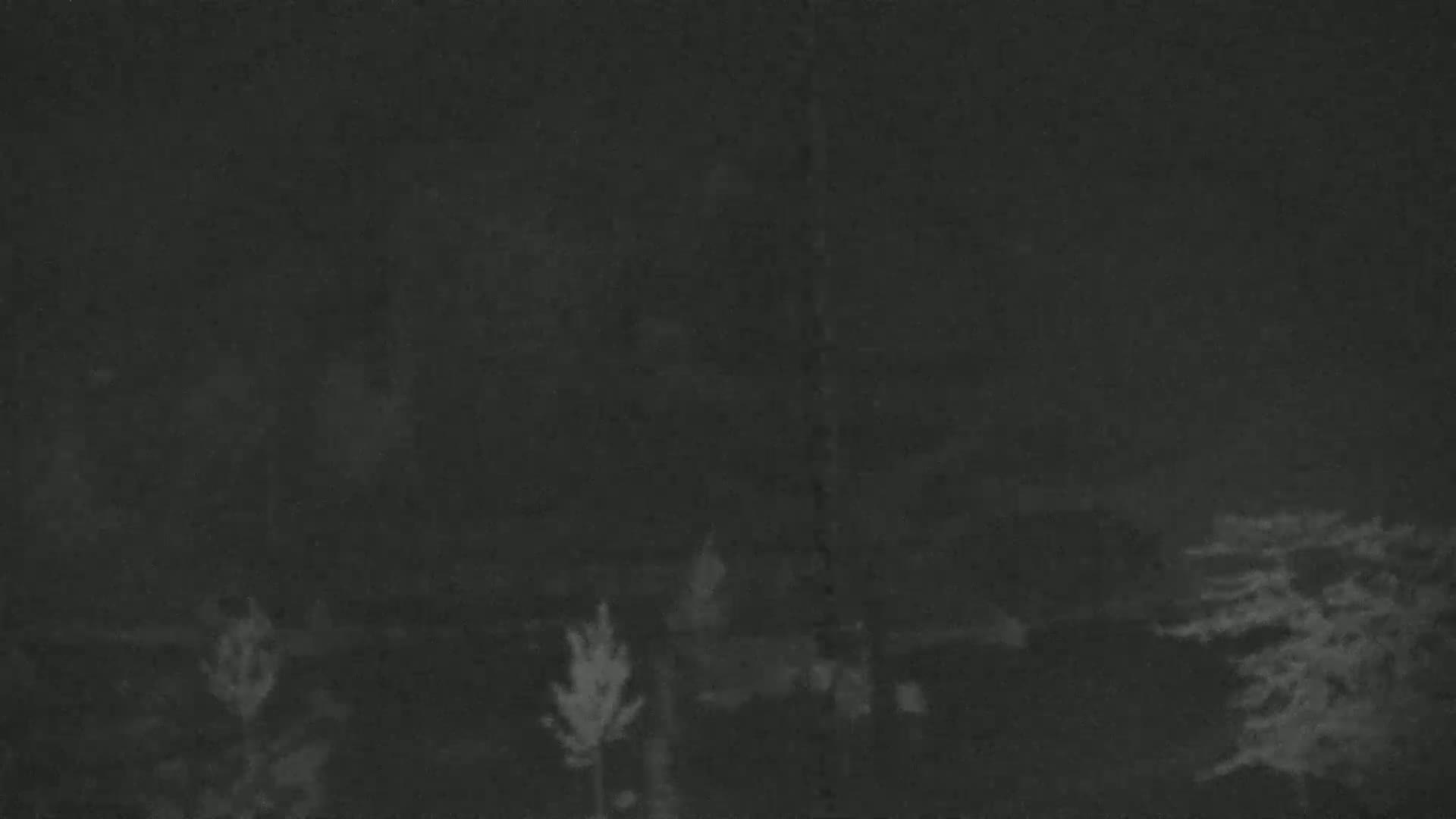 A nighttime, low-light image shows dark, indistinct shapes suggestive of trees and shrubs.